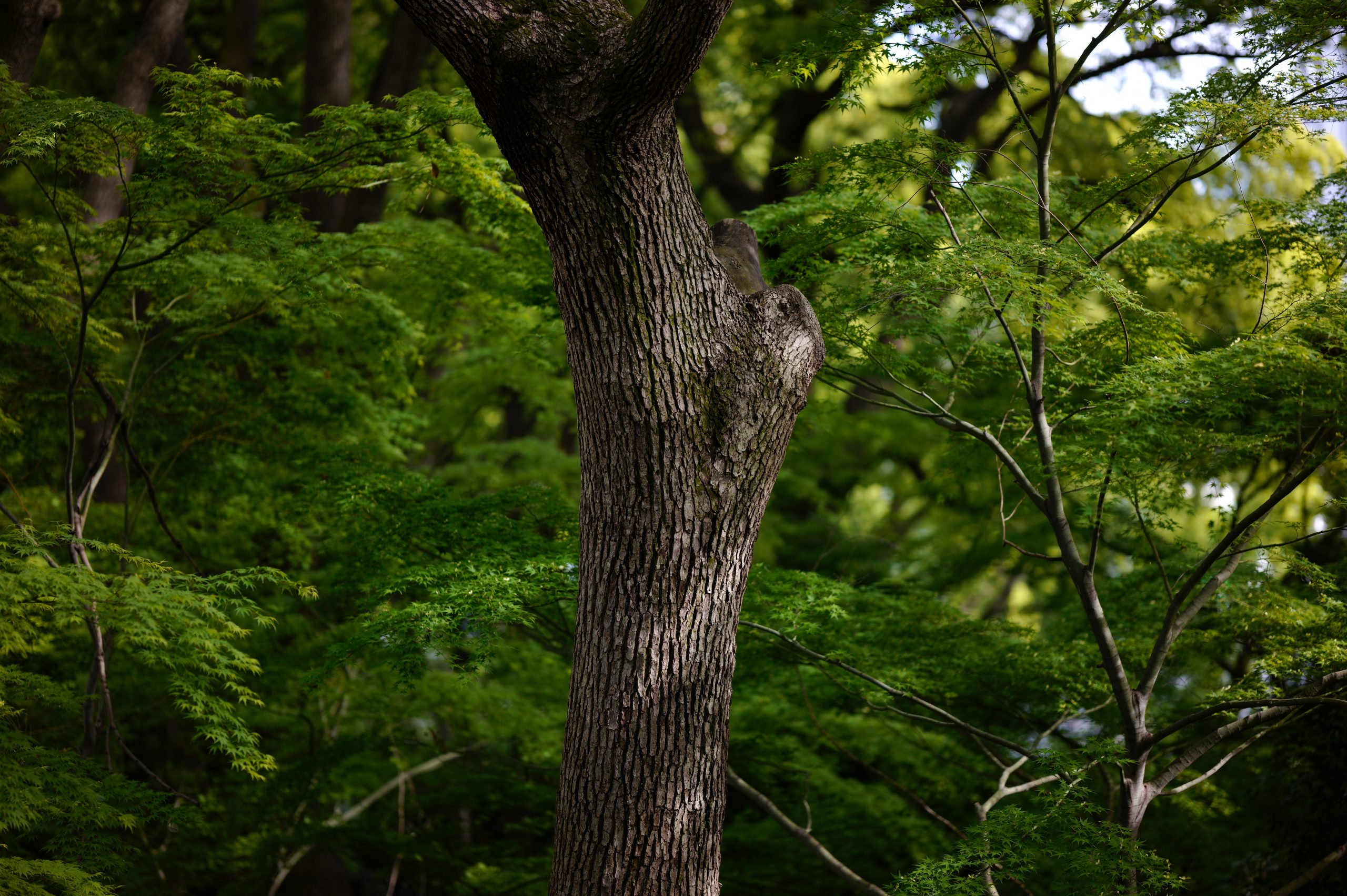 【SIGMA】SIGMA fp L ×「Art」