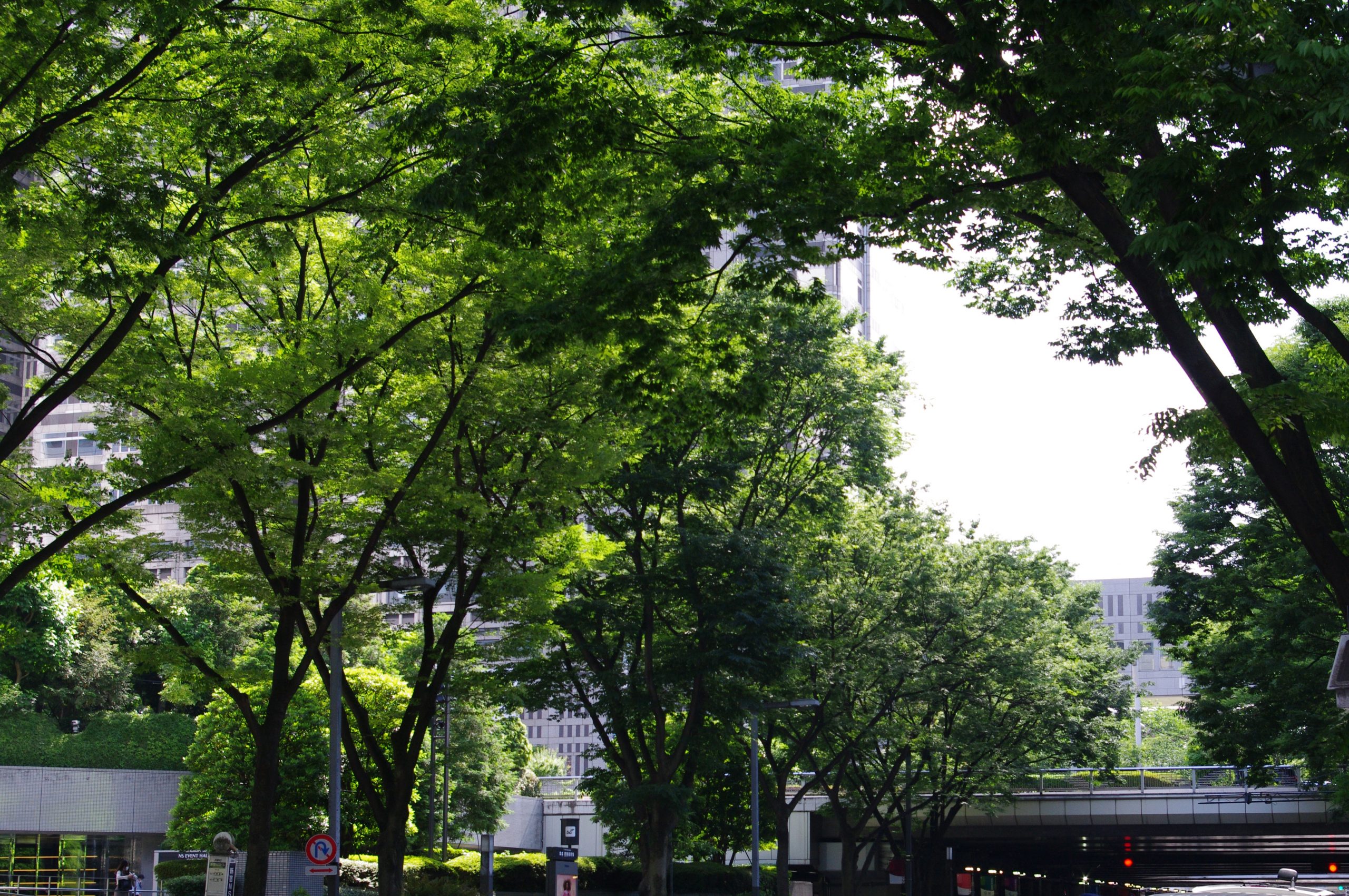 【PENTAX】続・緑の街 新宿