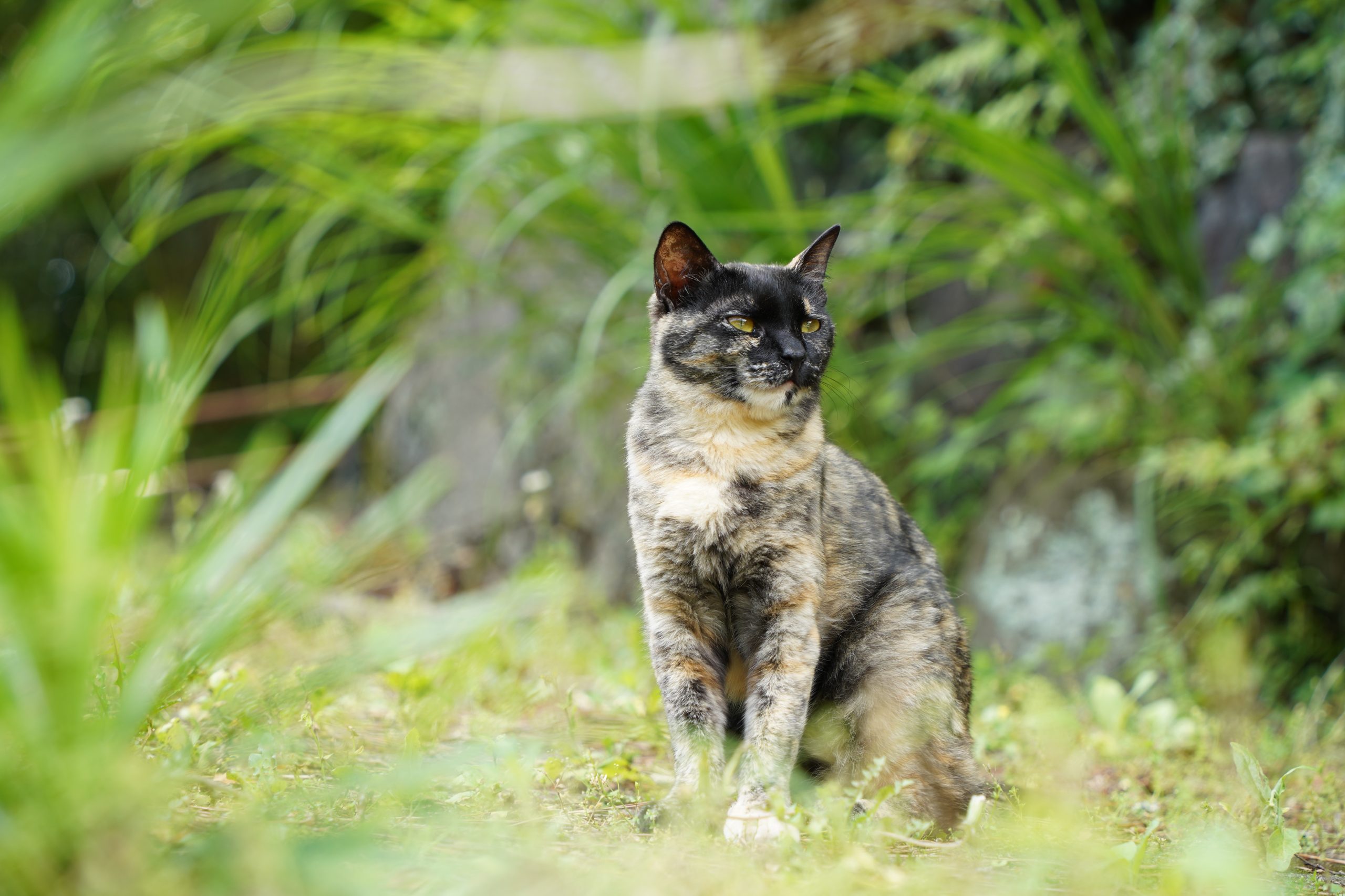 【TAMRON】便利な高倍率ズームレンズ~28-200mm F2.8-5.6 DiIII RXD~