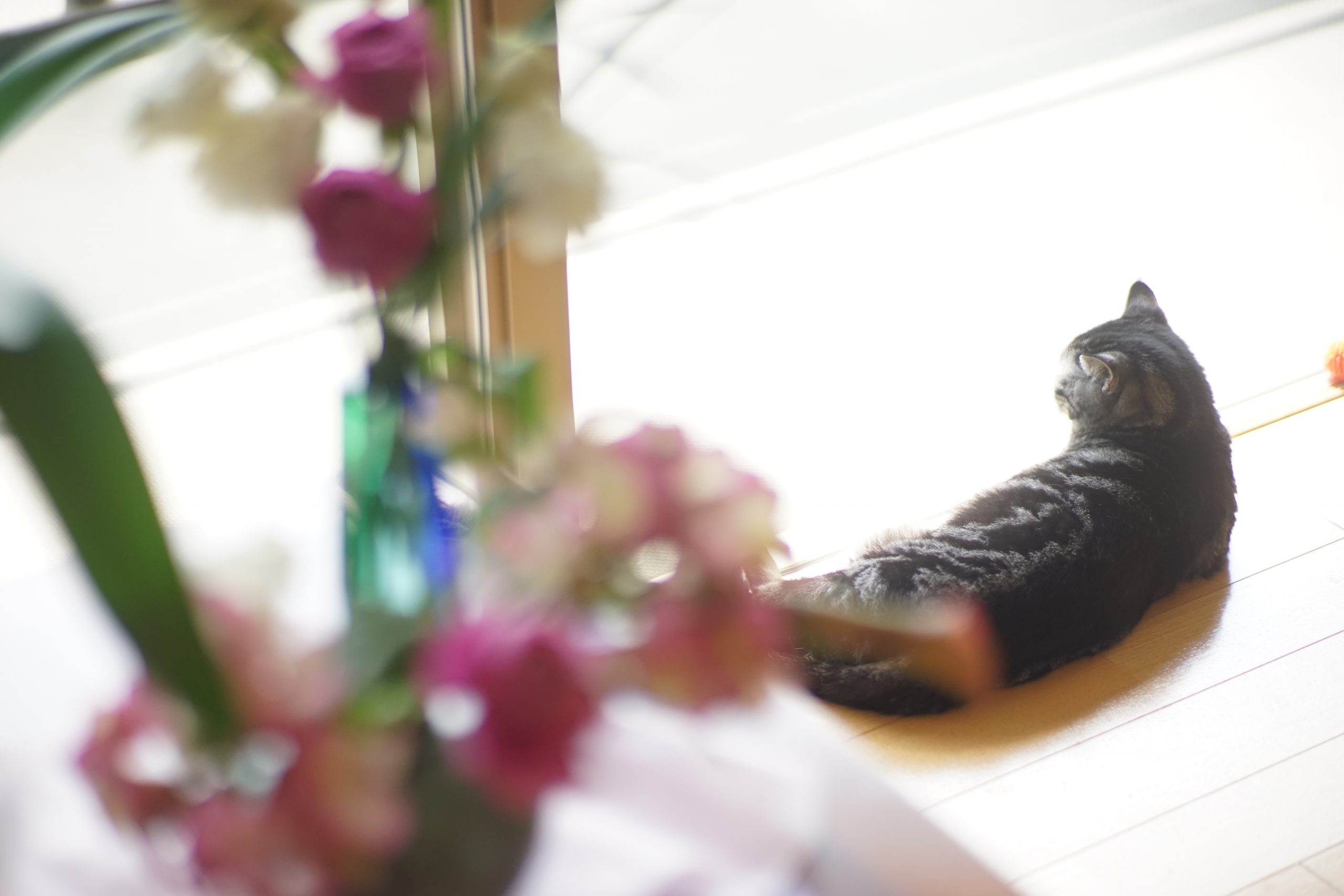 【SONY】わが家の猫はカメラがキライ。 〜標準単焦点レンズ〜