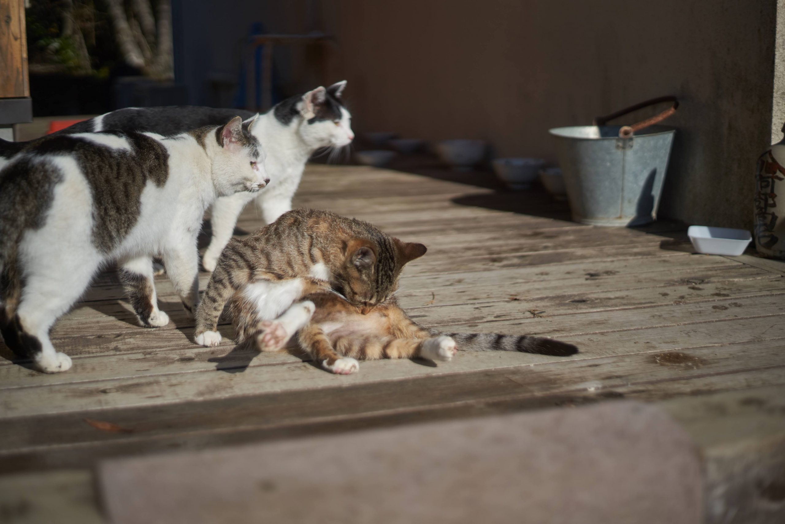 【SONY】東北の猫島へ【ねこまみれ】