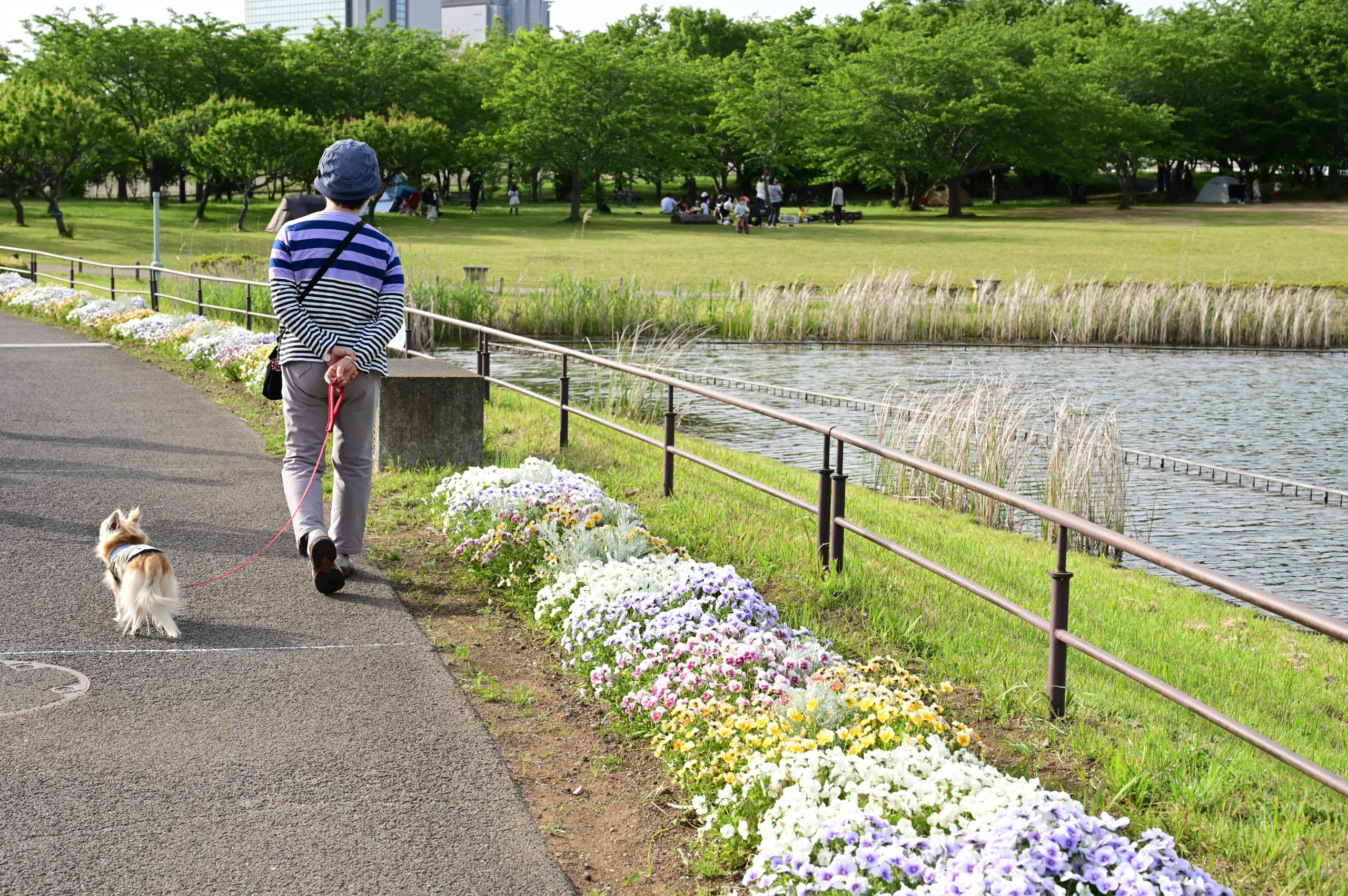 【Nikon】Z6IIと24-70mmF4Gを携えて北総の花々をながめつつ散歩する。