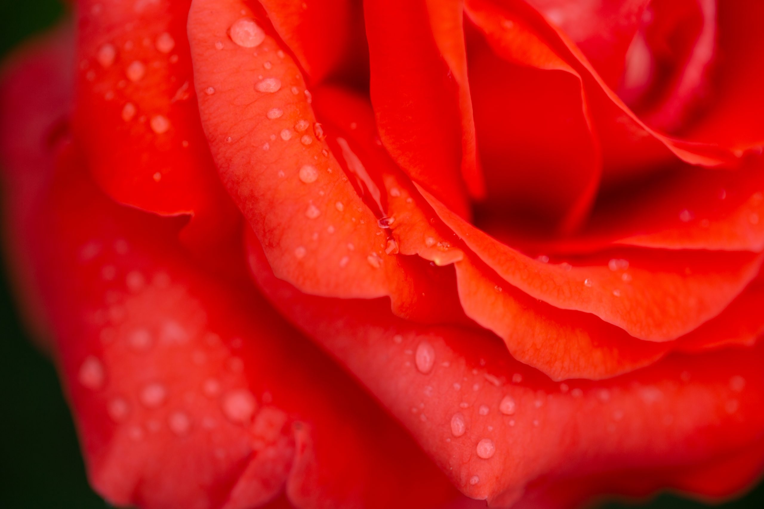【Canon】EF100mm F2.8Lマクロ IS USMで花を撮る