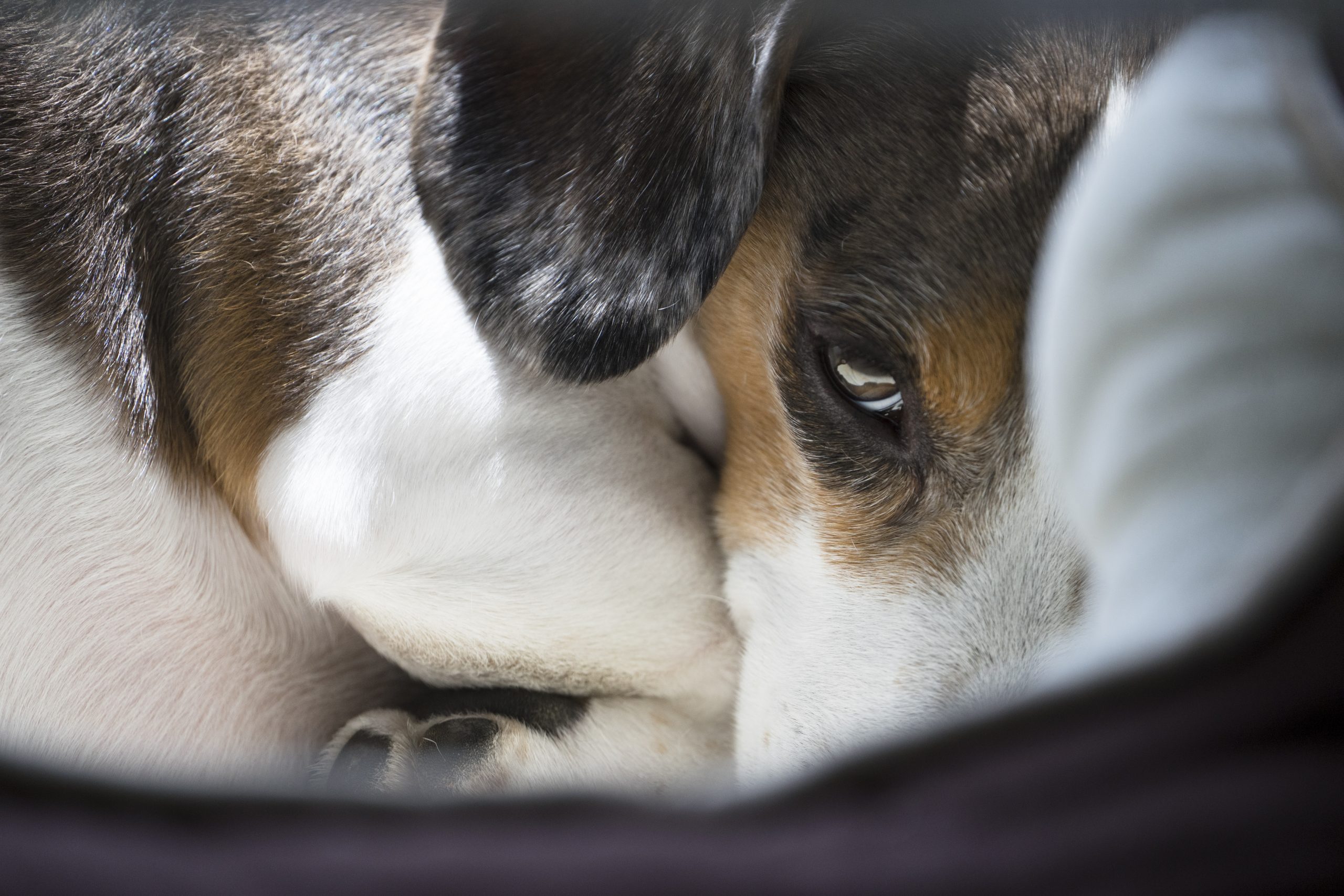【SONY】犬と春うららかな日々