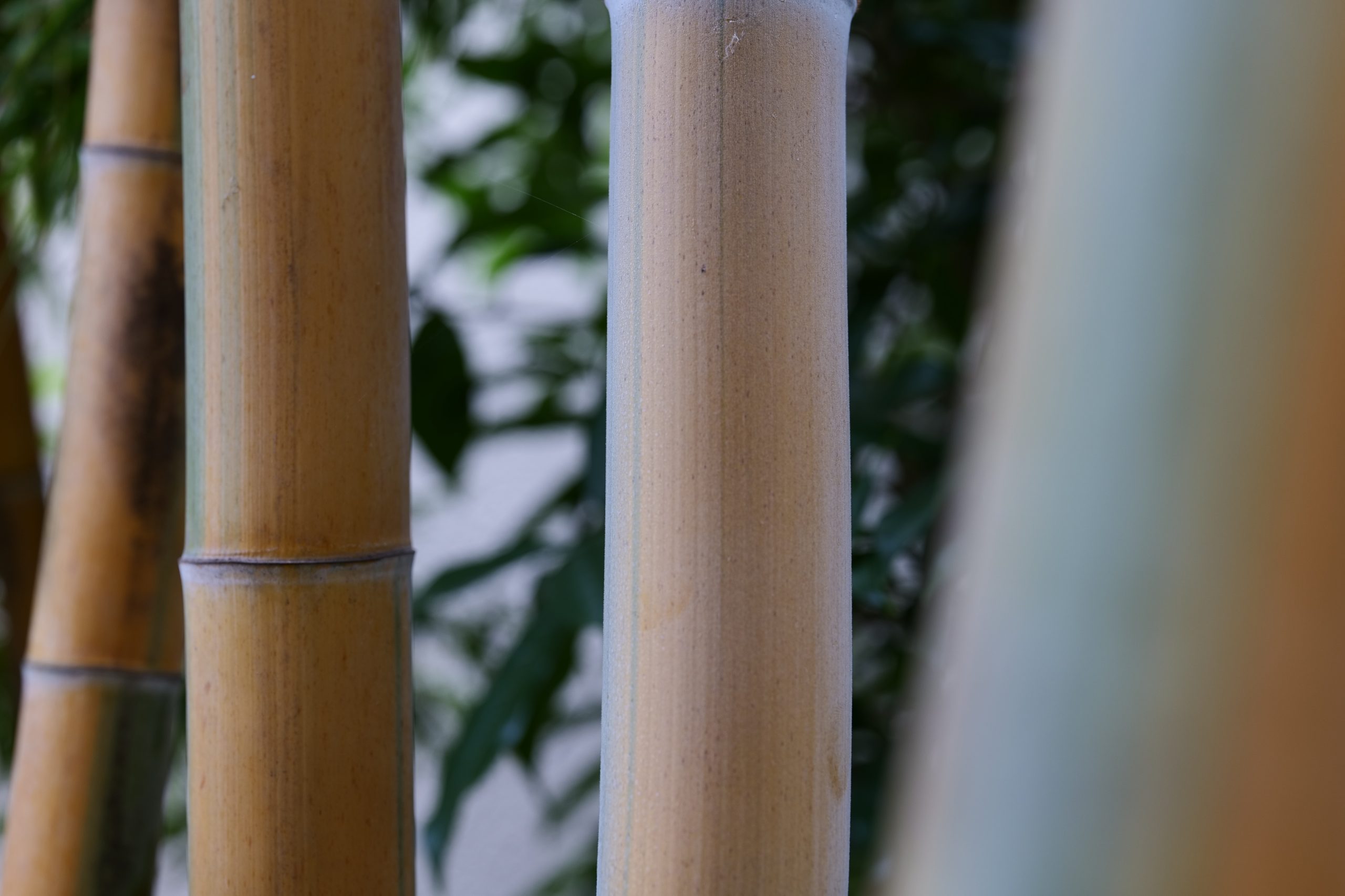 【SIGMA】Art 70mm F2.8 DG MACROと庭を散策