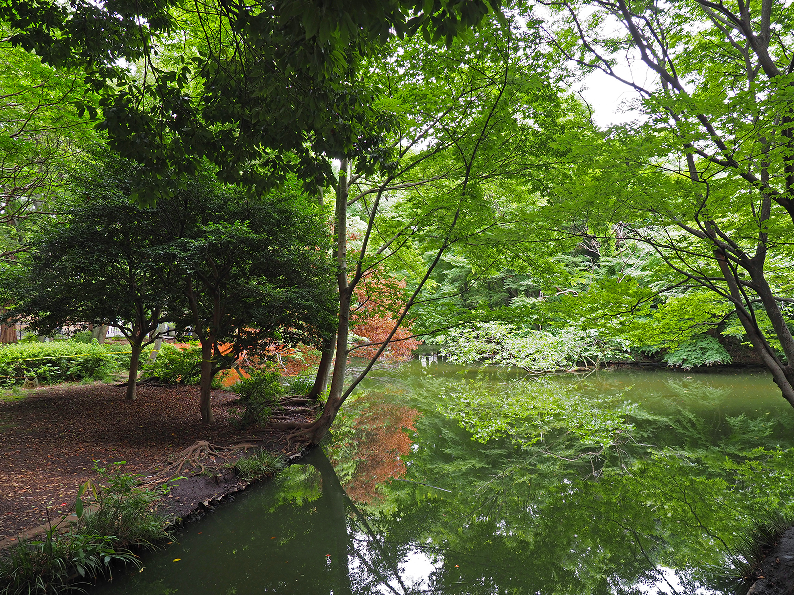 Olympus Om D E M1 Mark Iiで撮り歩き In 和田堀公園 The Map Times