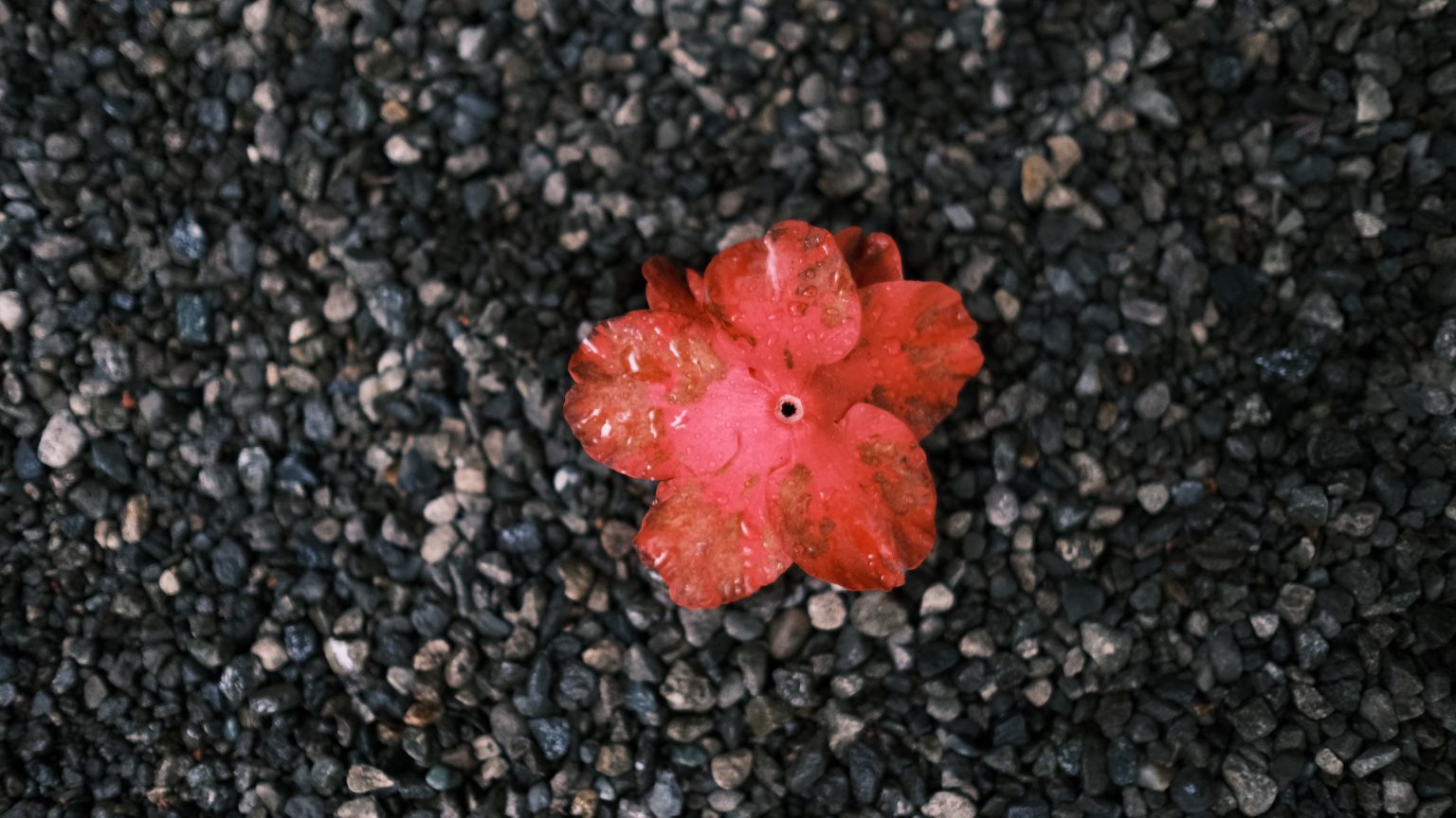 【FUJIFILM】雨の庭園~XF 23mm F1.4 R~