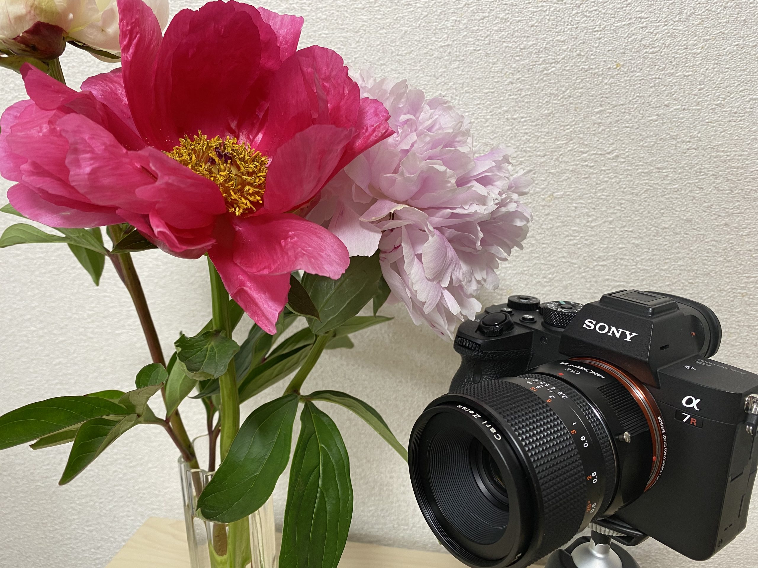 【SONY】a7RIV × CONTAX Makro-Planar T*60mm F2.8 C MM で動画撮影