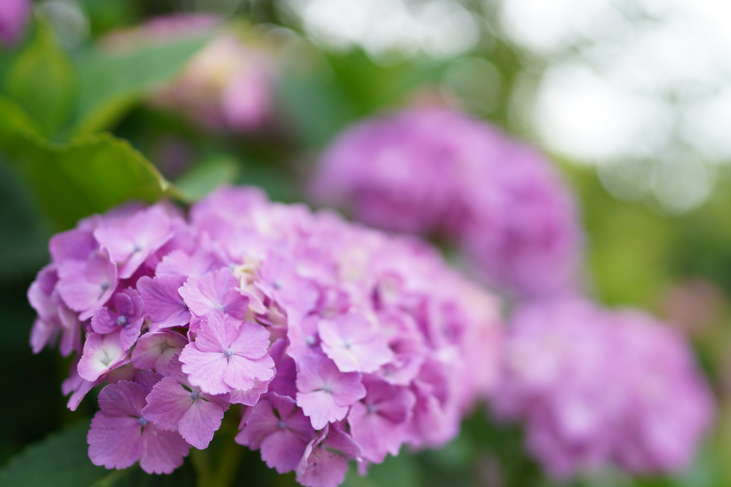 【SONY】FE24mm F1.4 GMでお散歩撮影