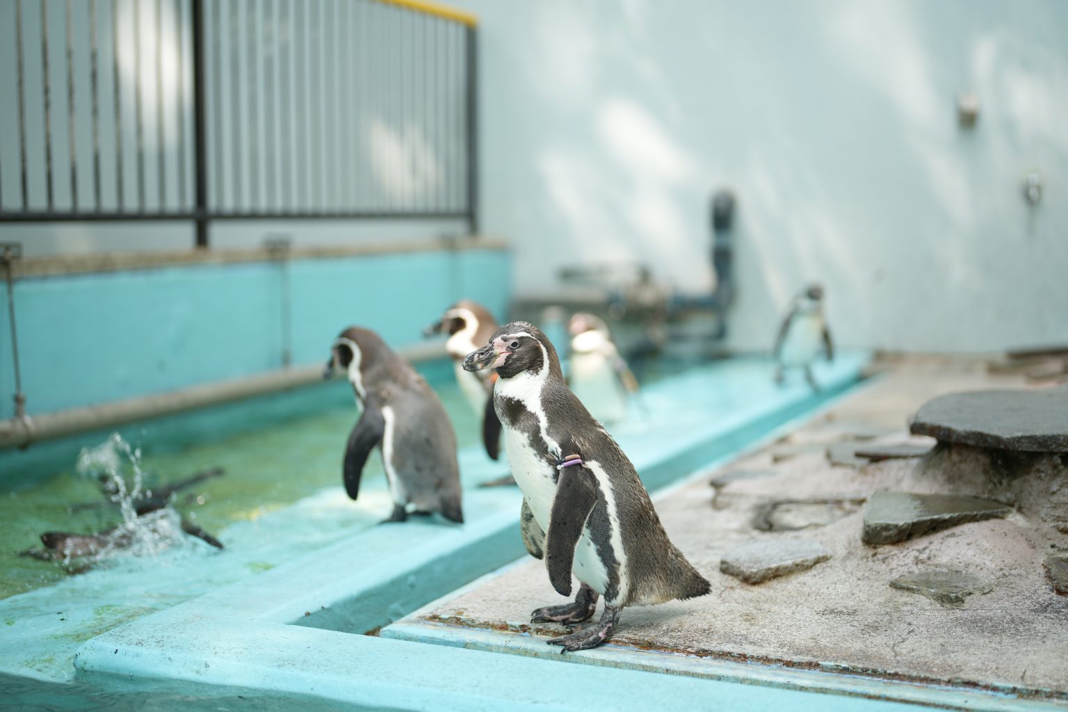 【SONY】α1と動物園へ