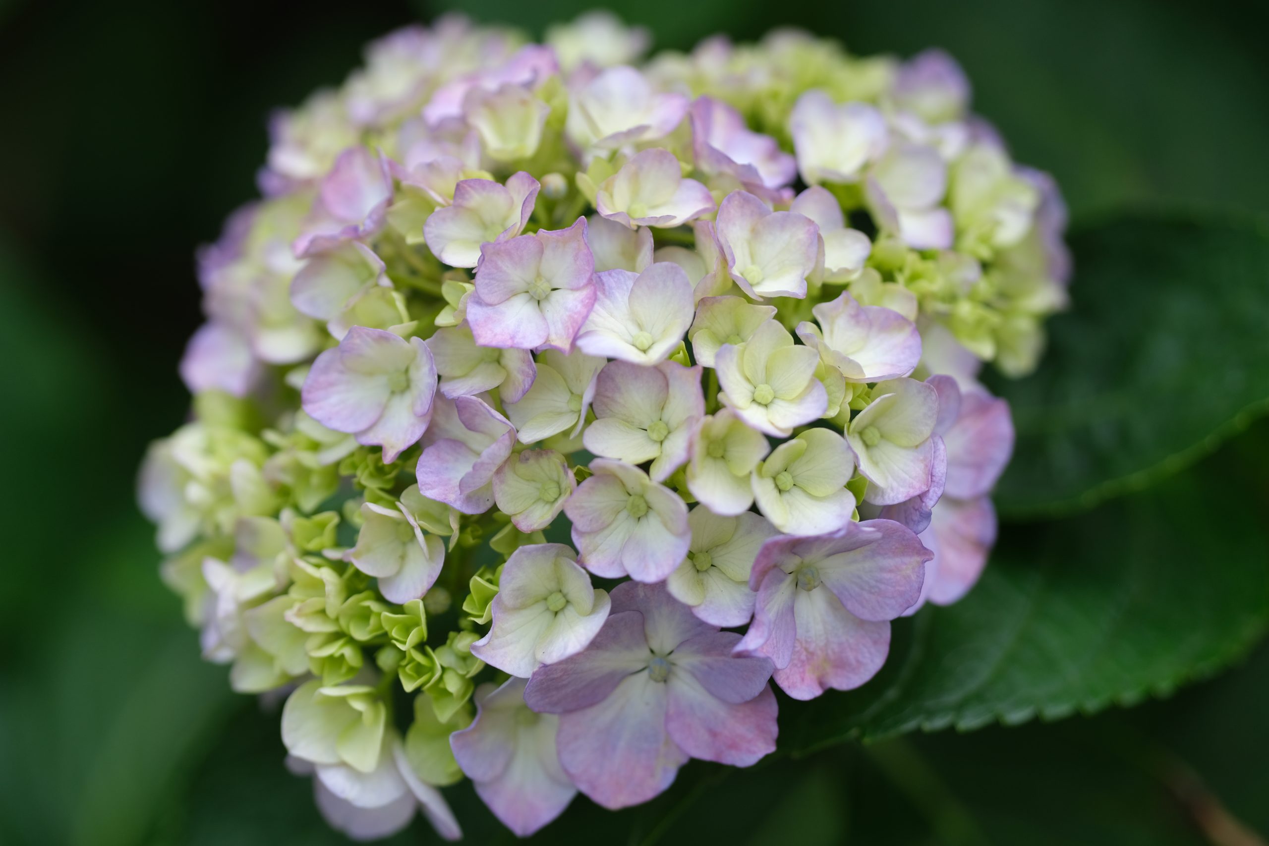 【FUJIFILM】X-T4と共に紫陽花散策