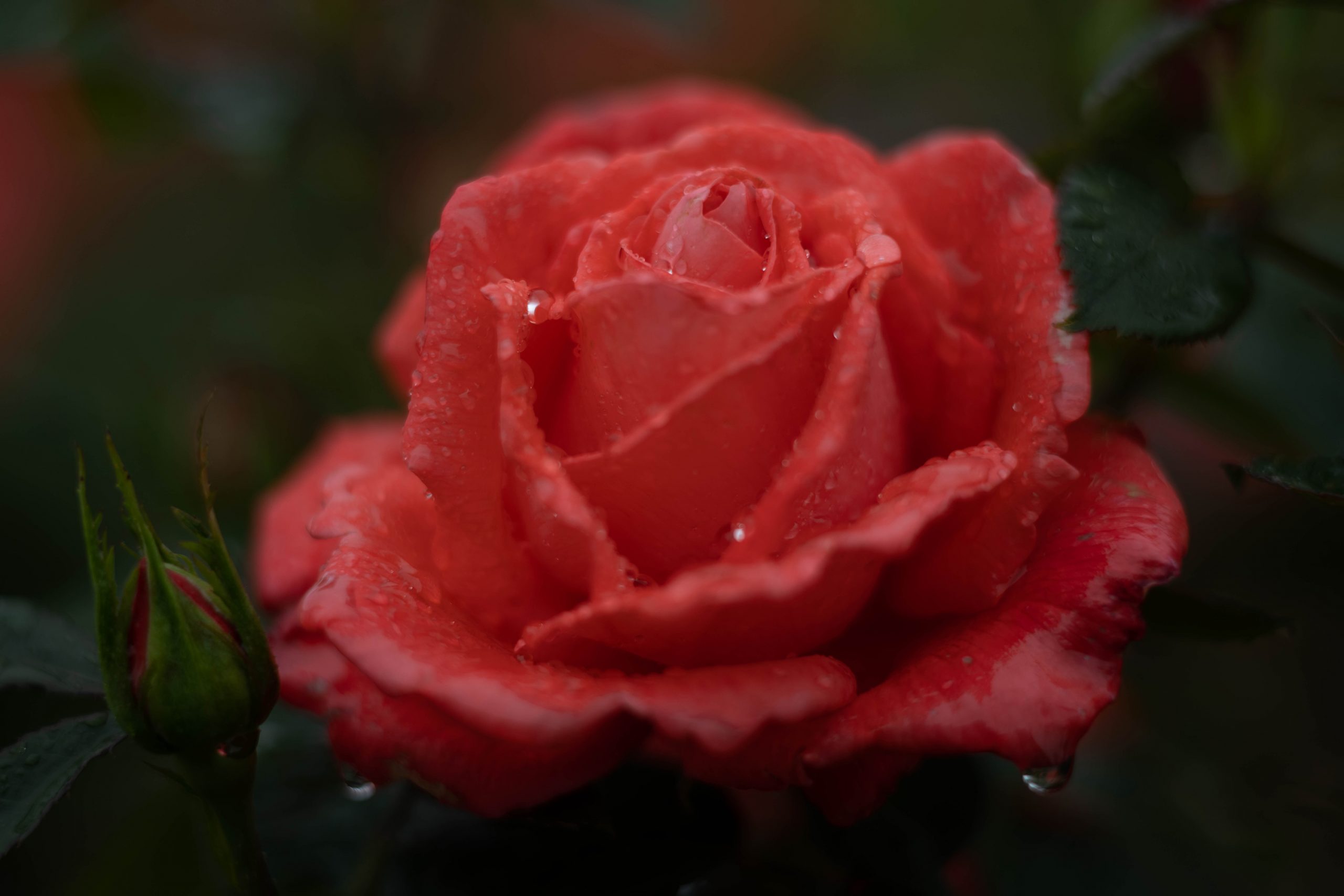 雨の薔薇