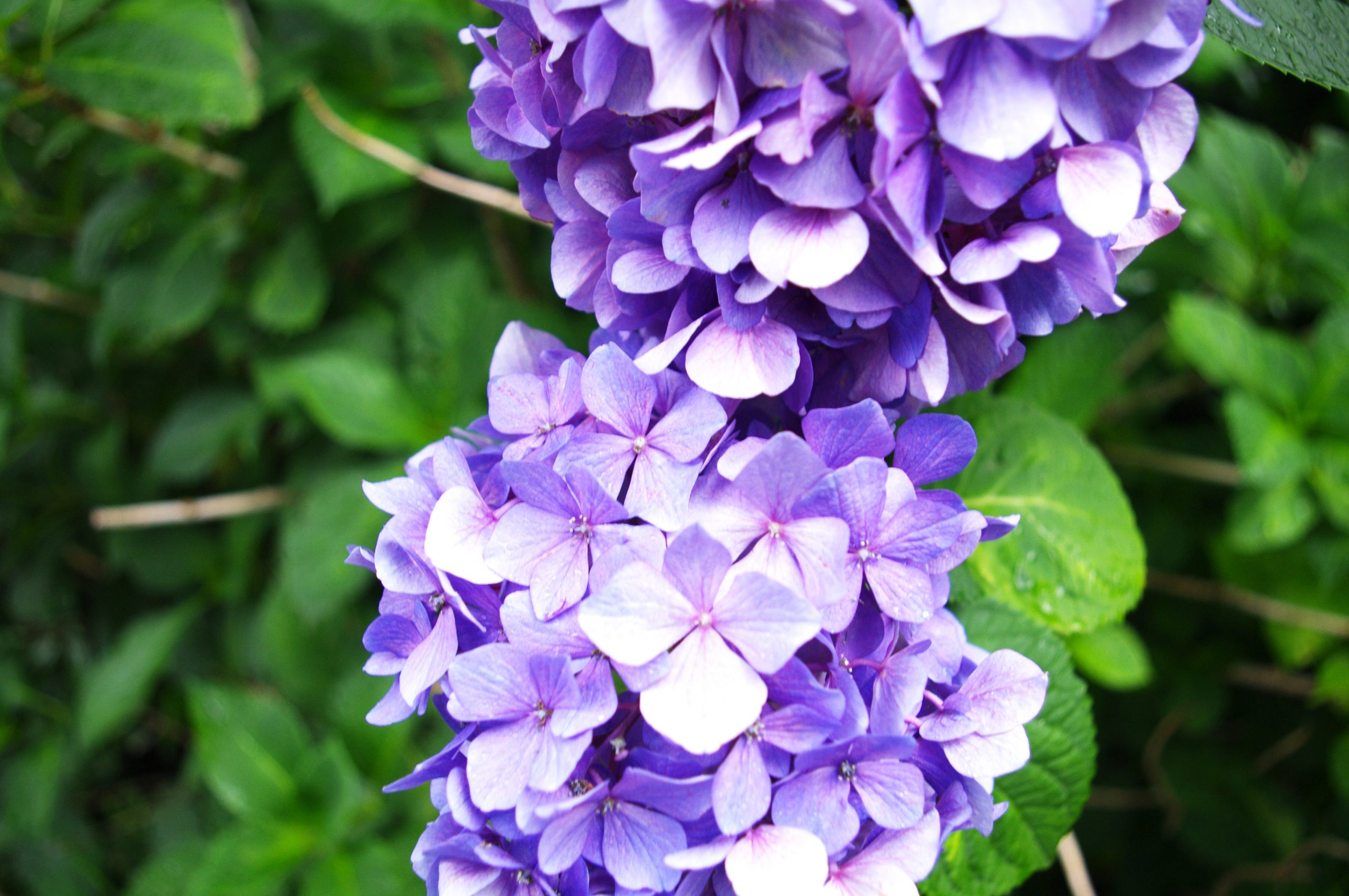 【PENTAX】紫陽花を撮る