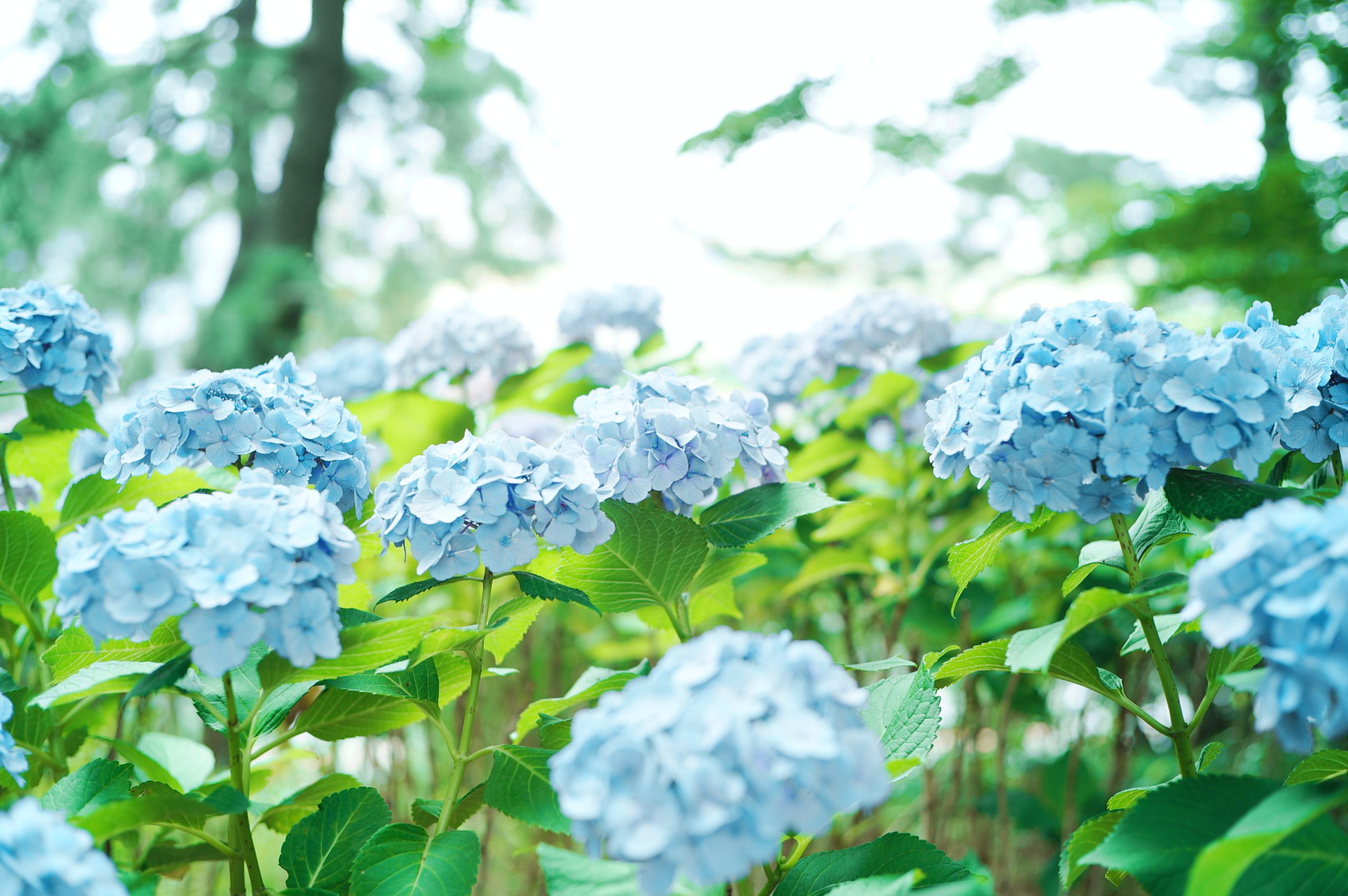 【SIGMA】紫陽花×パウダーブルー