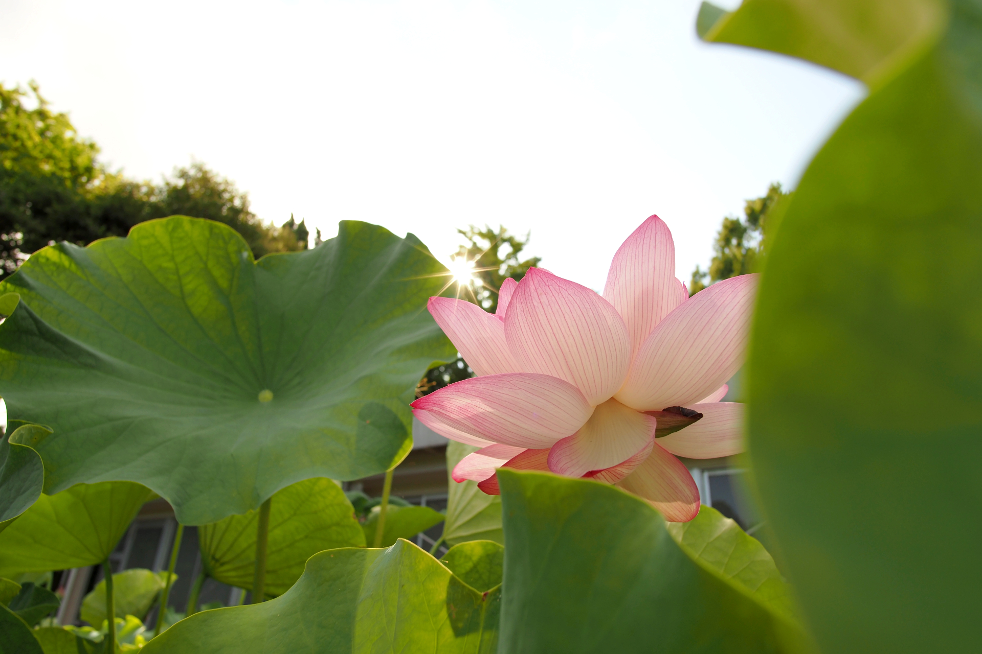 【Voigtlander】NOKTON 10.5mm F0.95 と ハスの早朝開園へ