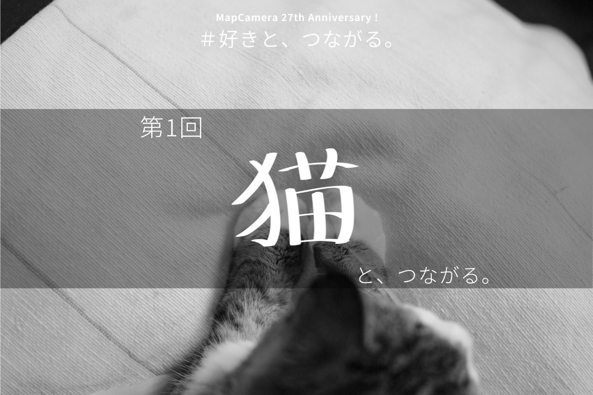 猫と、つながる