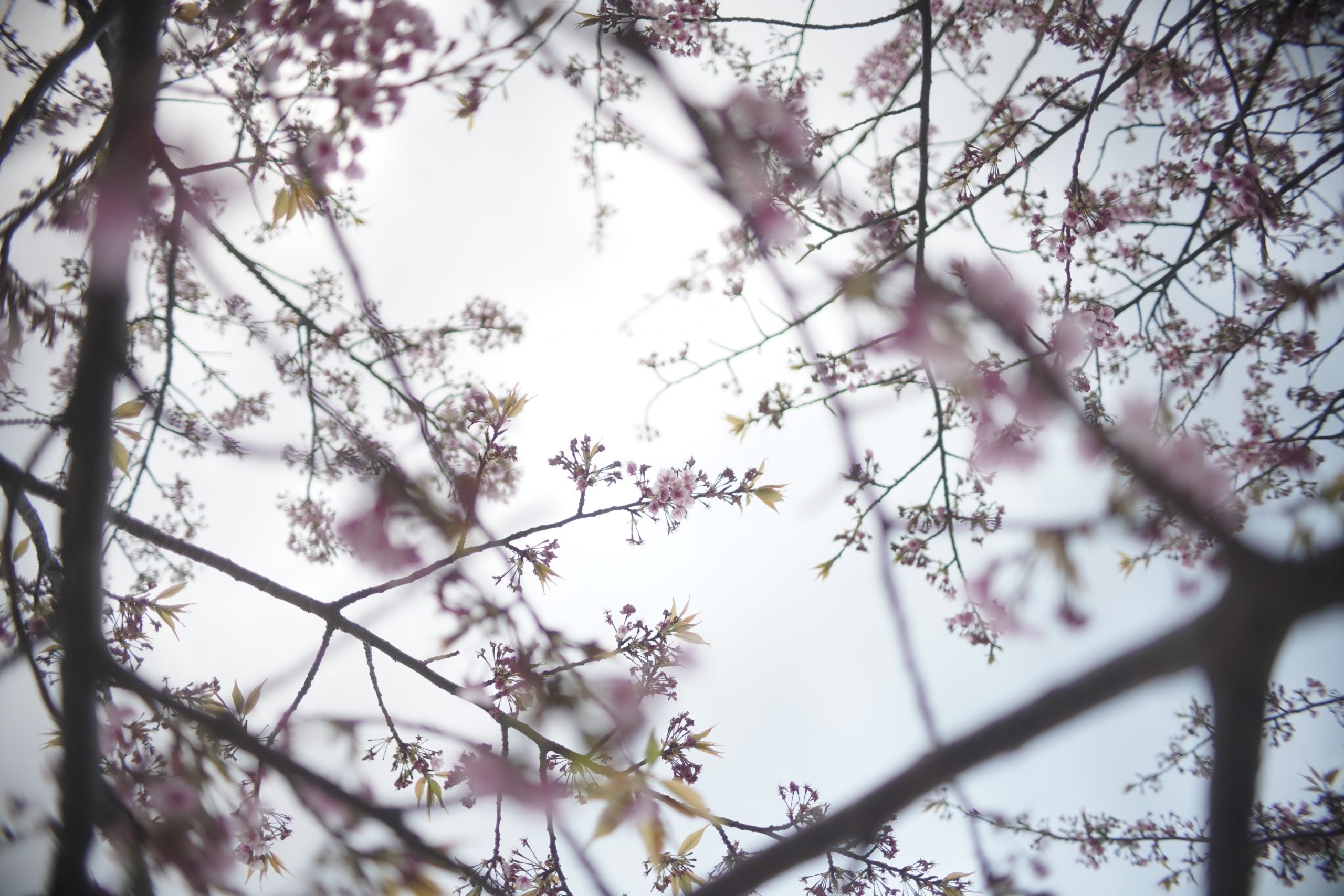 Canon EOS 80D＋SIGMA 30mm F1.4 art他レンズ1本