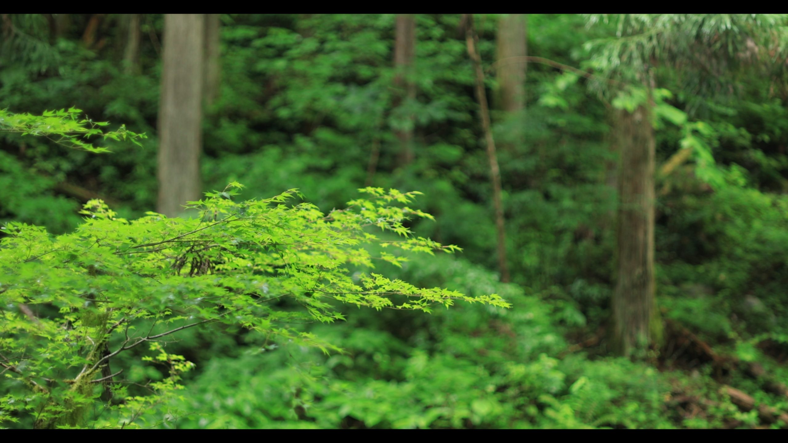 Canon】EOS R5×FD55mm F1.2 S.S.C.で動画撮影 | THE MAP TIMES Canon】EOS R5×FD55mm F1.2 S.S.C.で動画撮影 | THE MAP TIMES