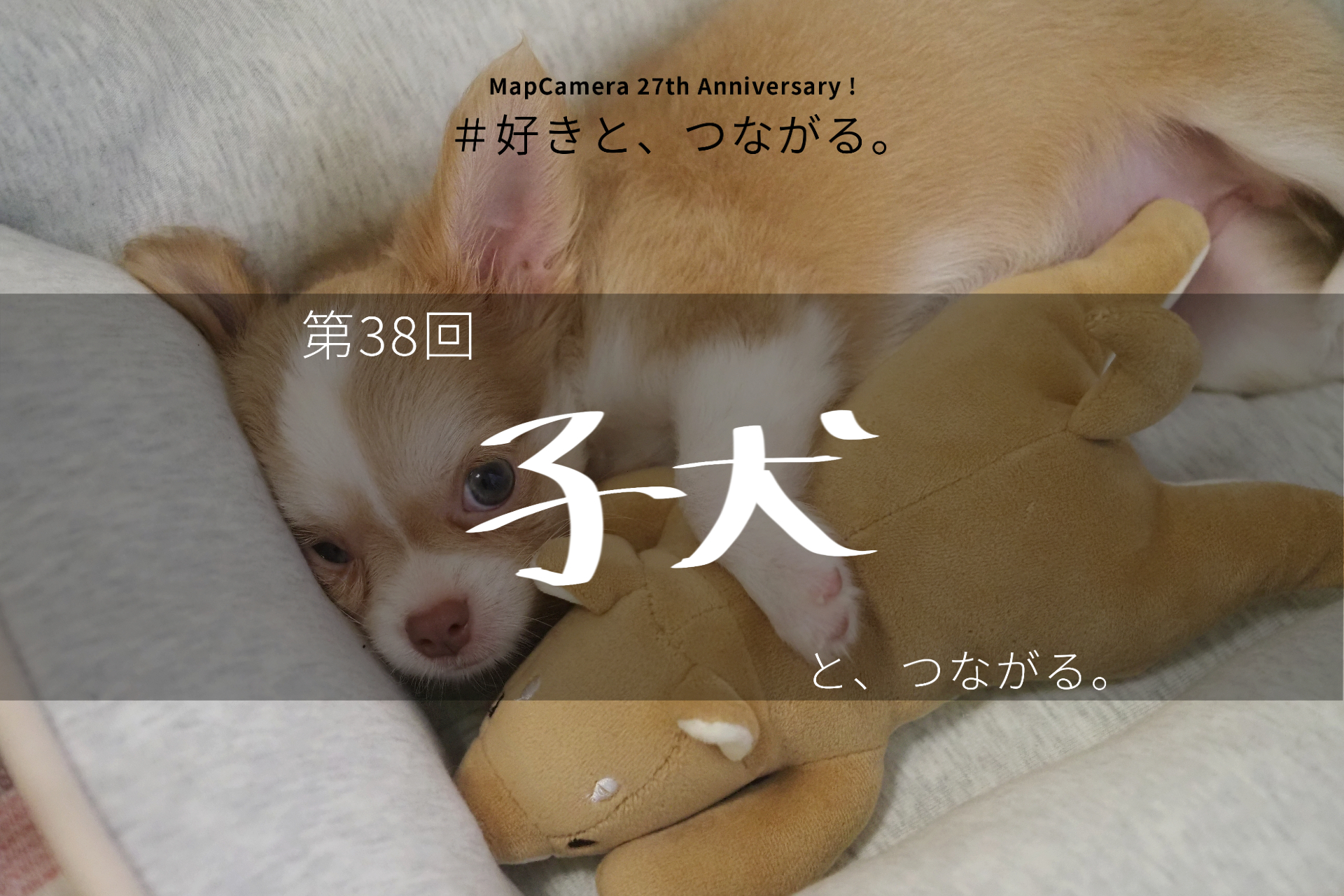 子犬と、つながる