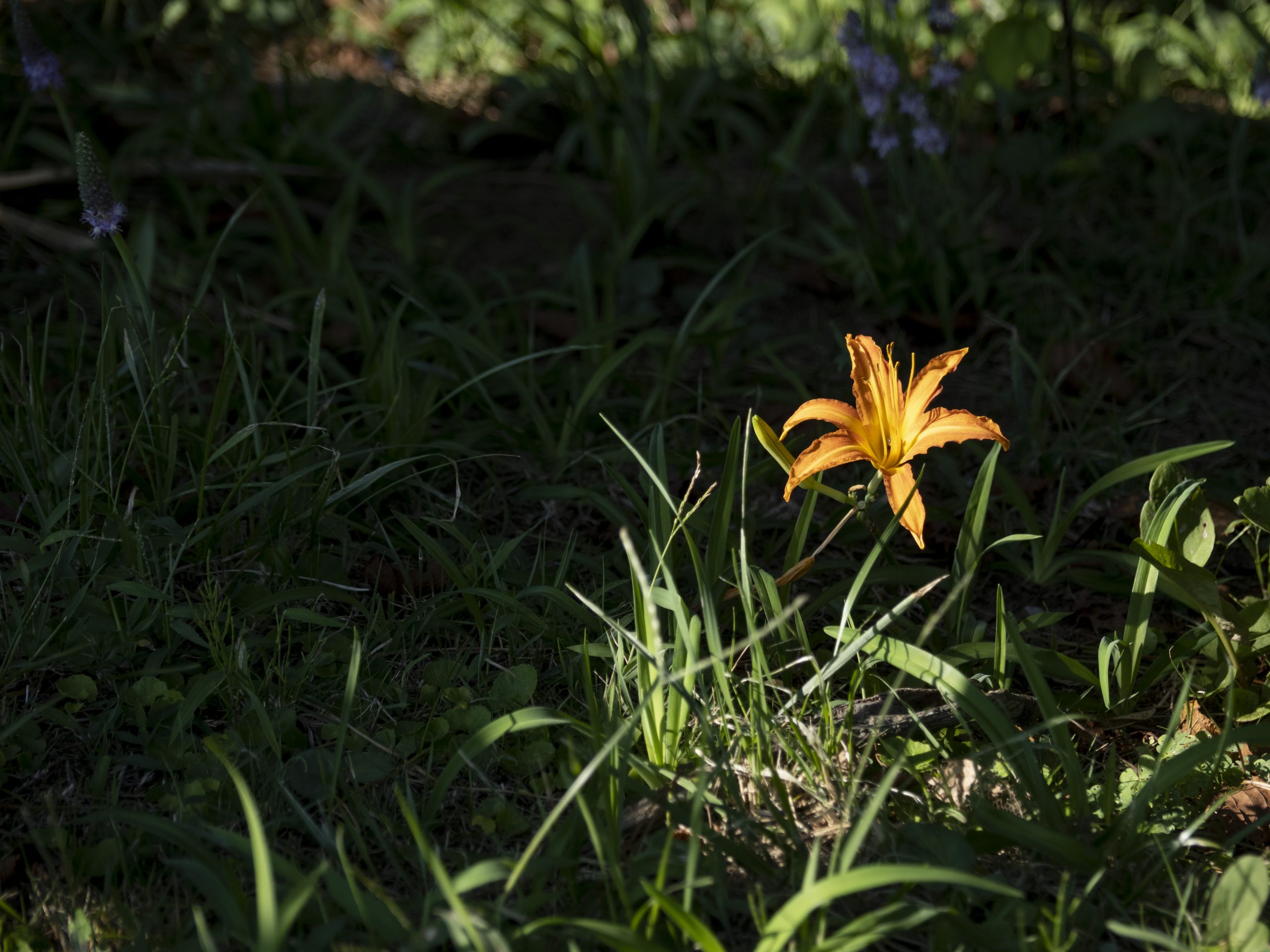 OM-D E-M1 Mark III + M.ZUIKO DIGITAL ED 12-100mm F4.0 IS PRO