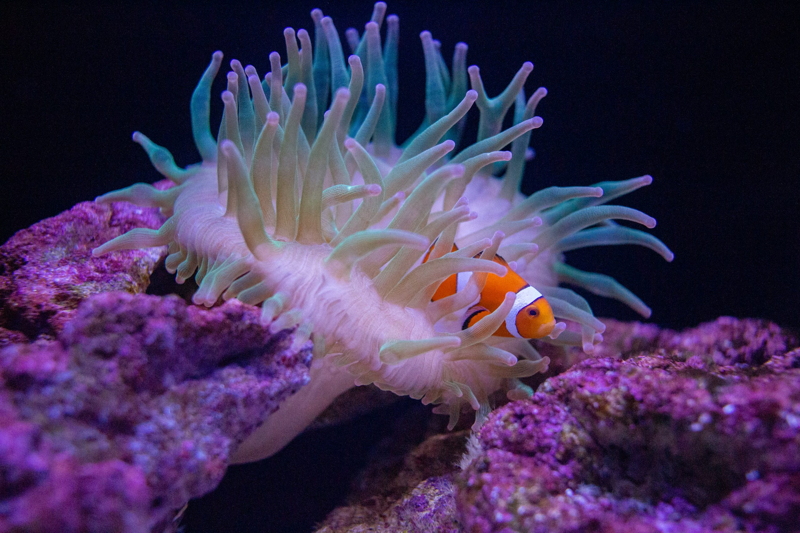 【Canon】癒しの水族館