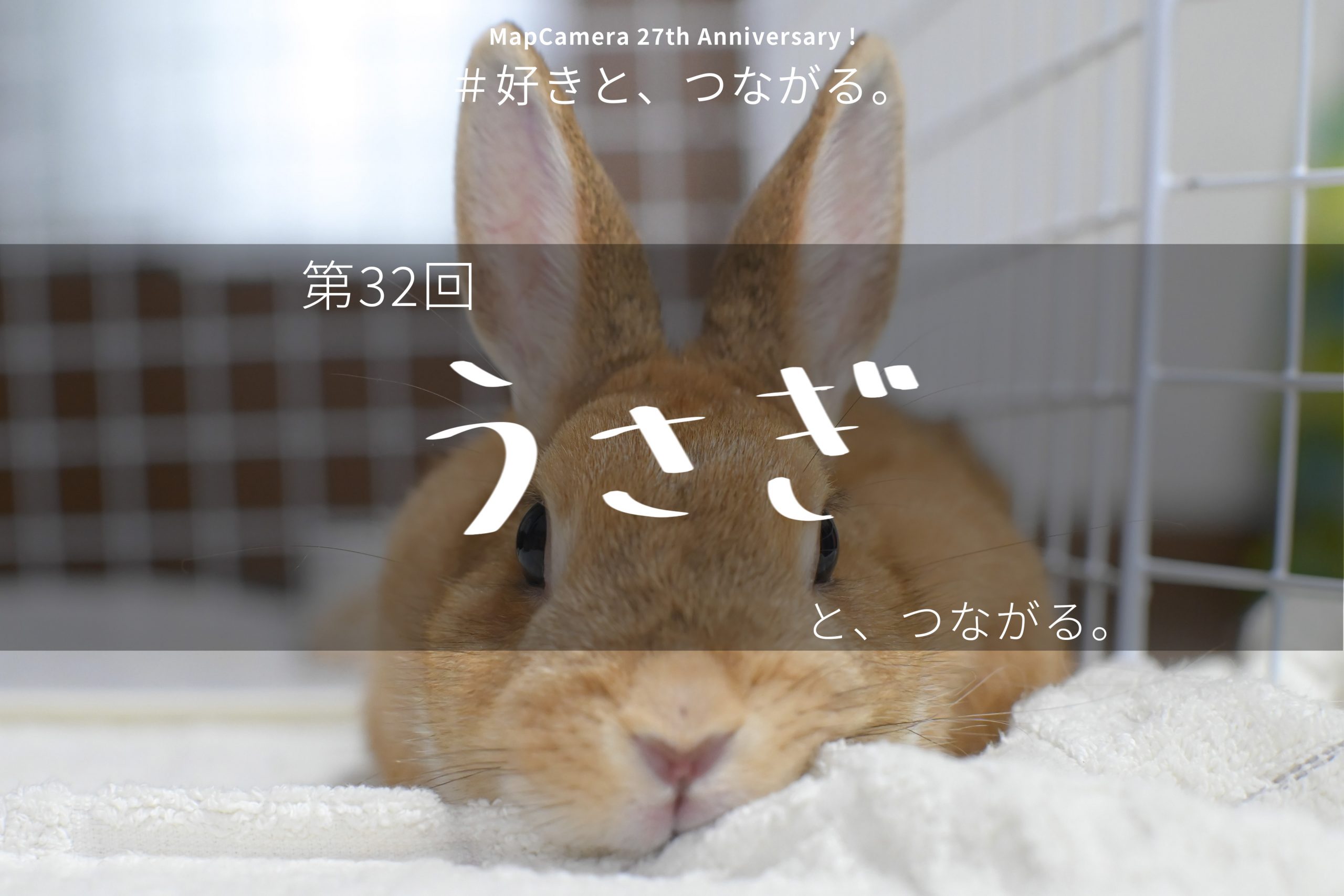 うさぎと、つながる