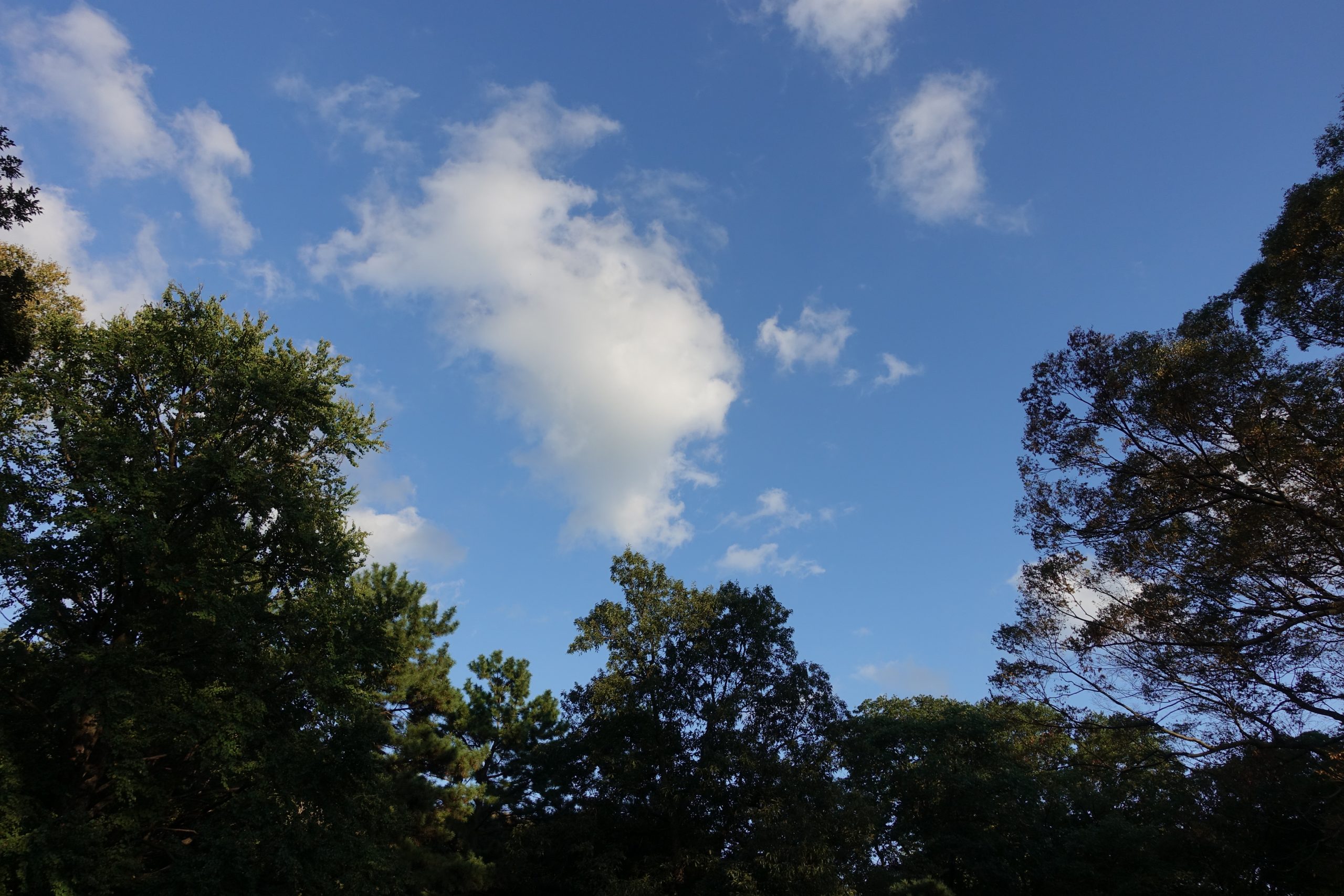 【SONY】RX100M5Aと行く代々木公園