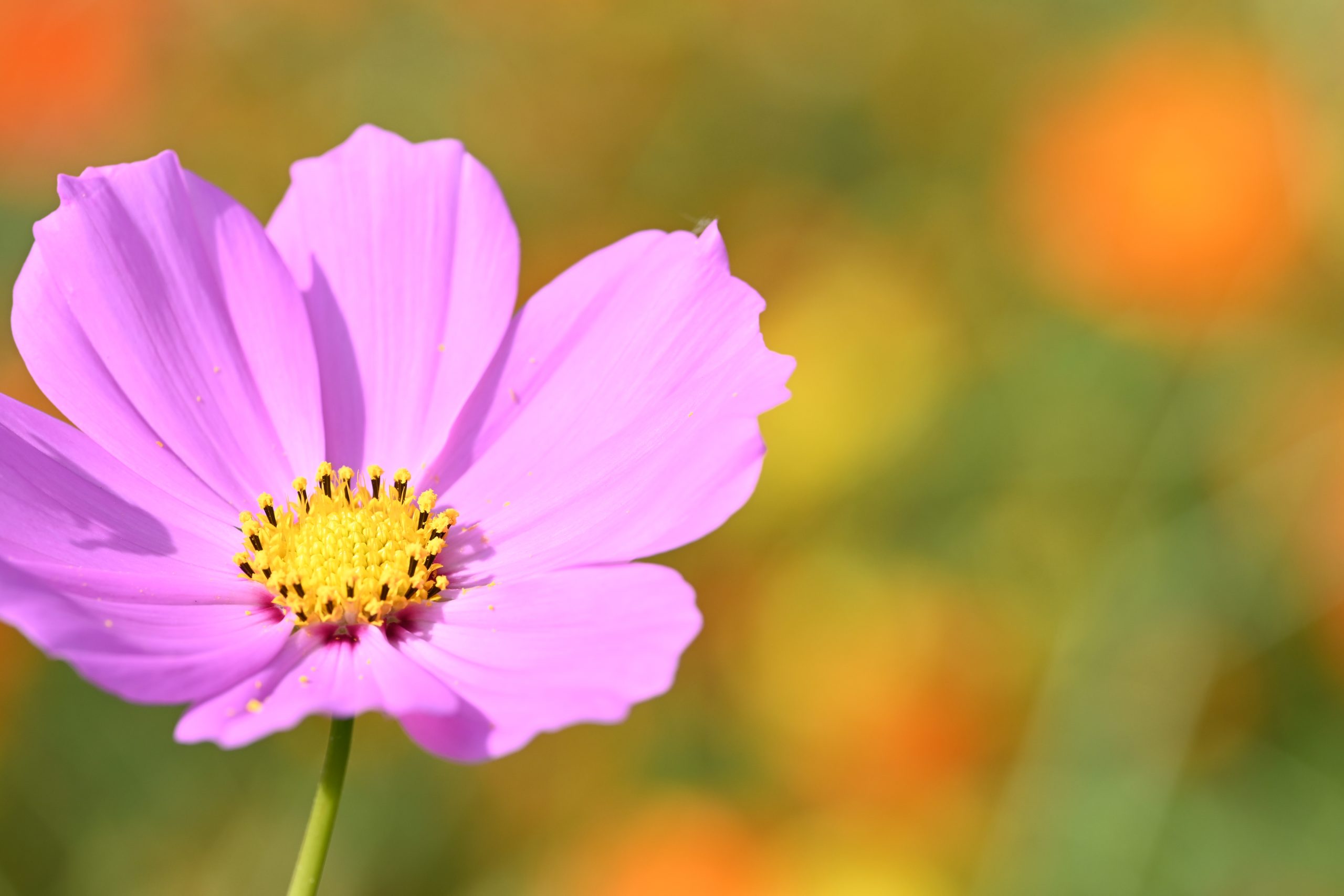 【Nikon】Zfcと色とりどりの秋桜