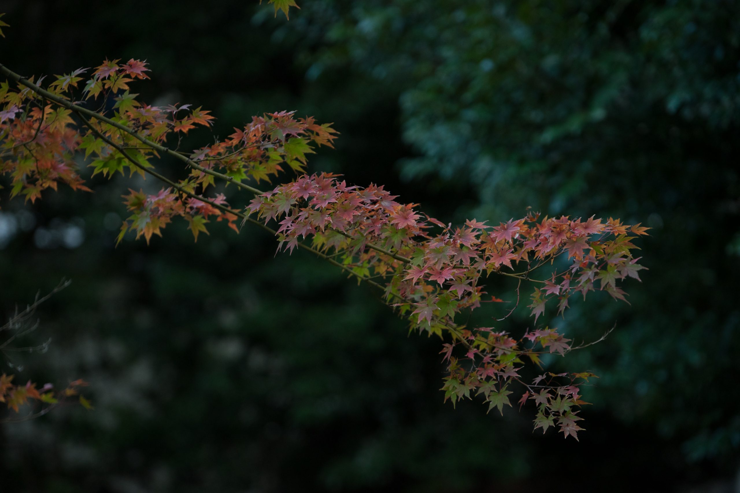 【SONY】秋の写真を撮ろう