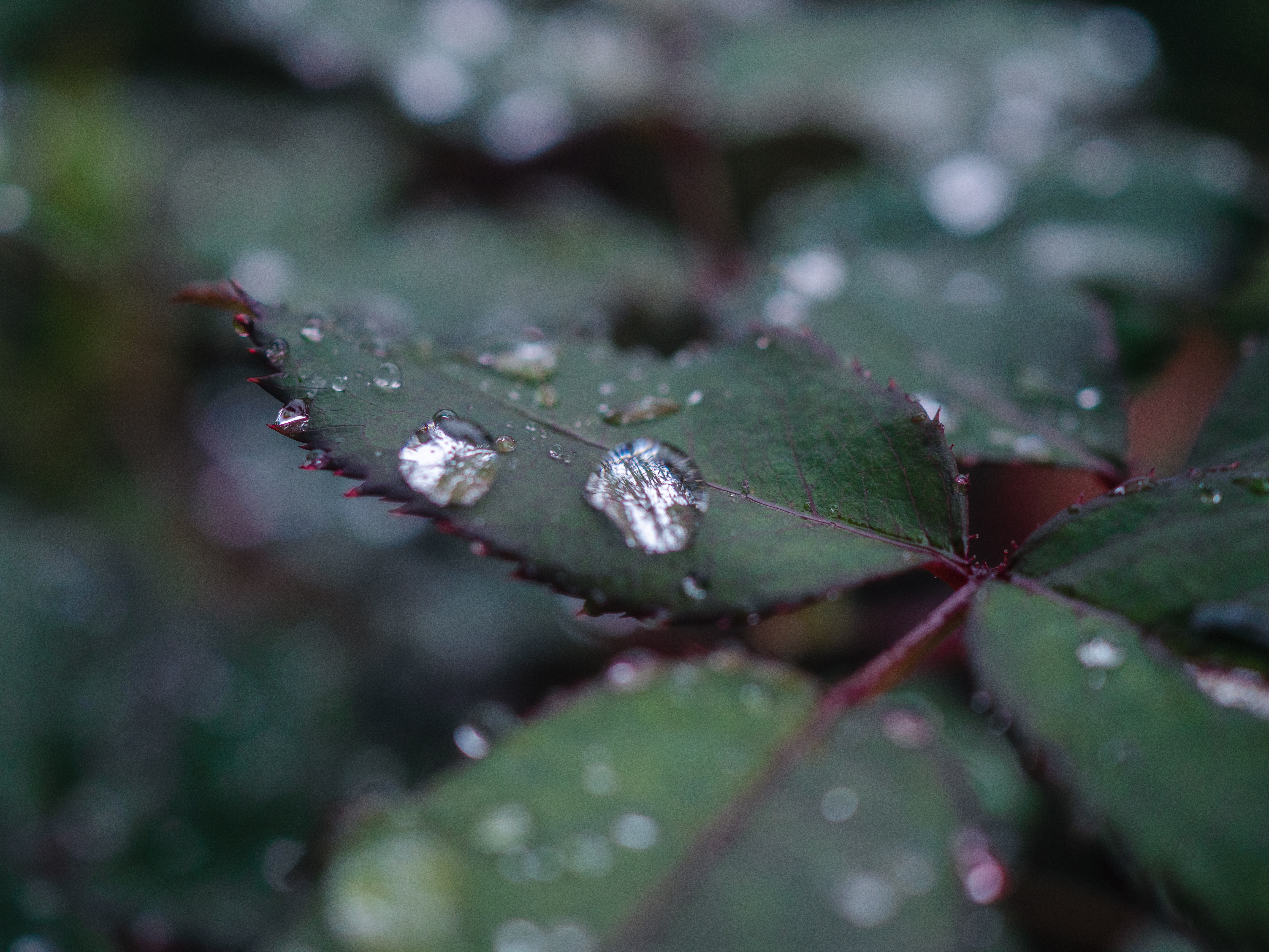 OLYMPUS】OM-D E-M5 Mark IIで秋スナップ | THE MAP TIMES OLYMPUS】OM-D E-M5 Mark IIで秋スナップ | THE MAP TIMES