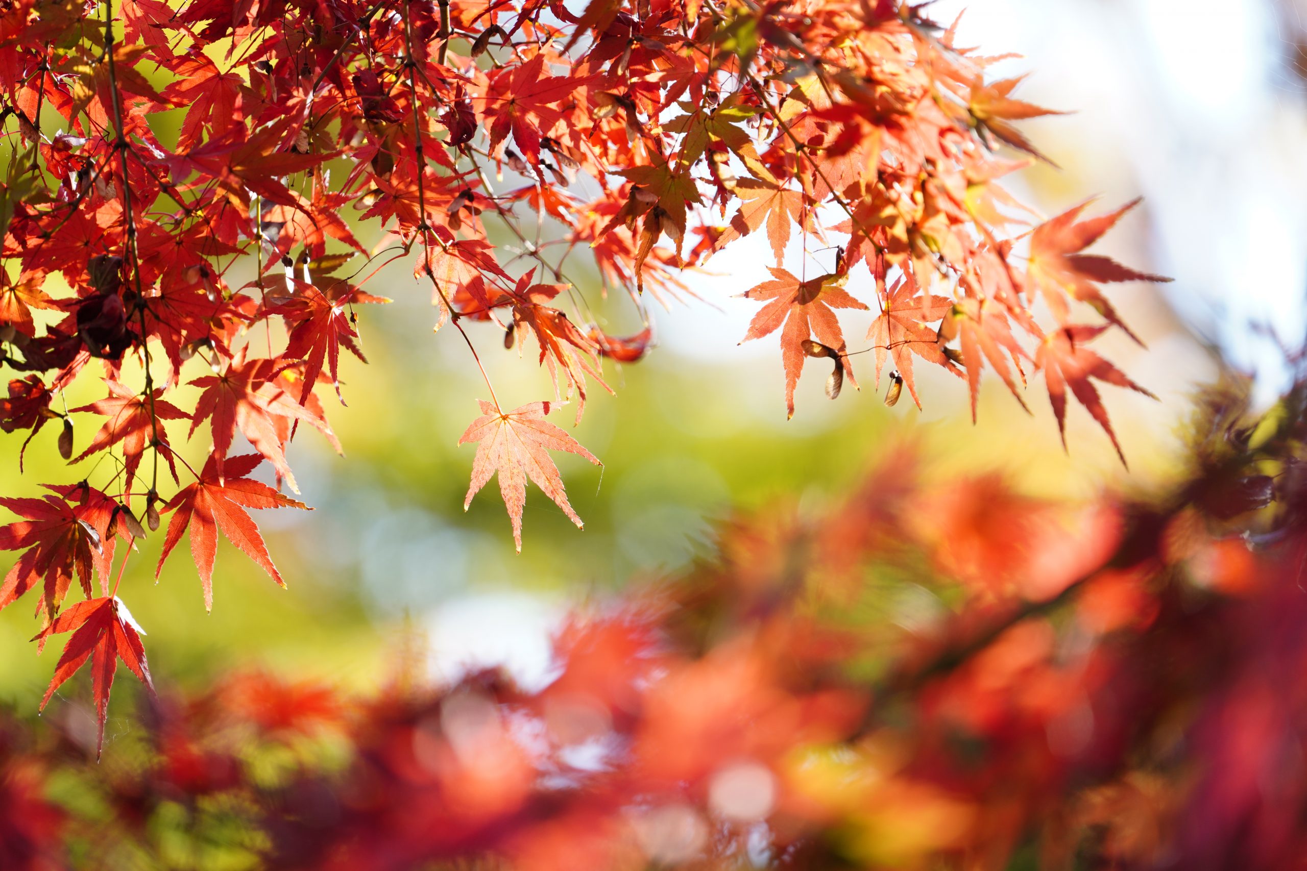 【SONY】FE 70-300mm F4.5-5.6 G OSSで秋を切り撮る