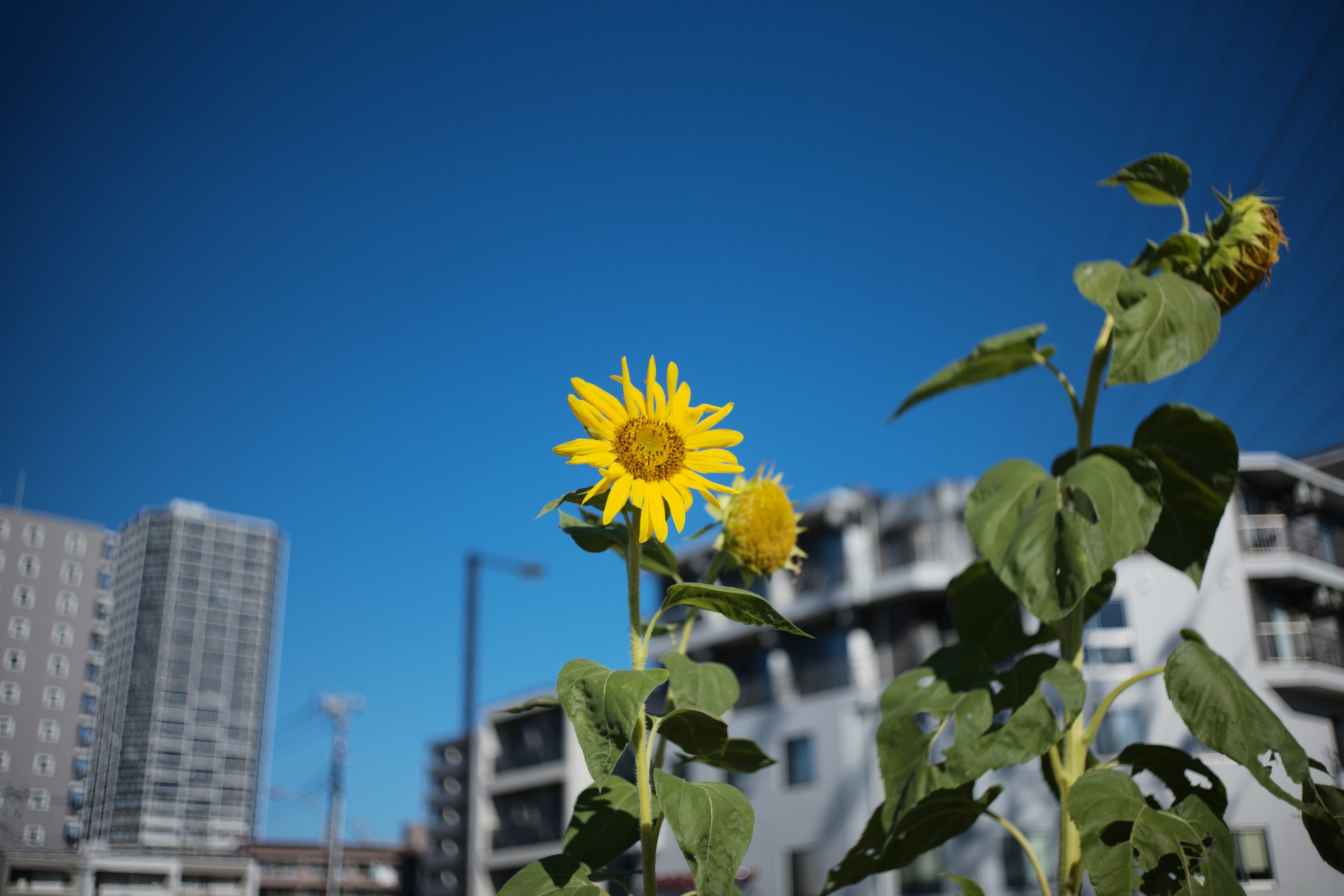 【Leica】Our Qualia with Leica