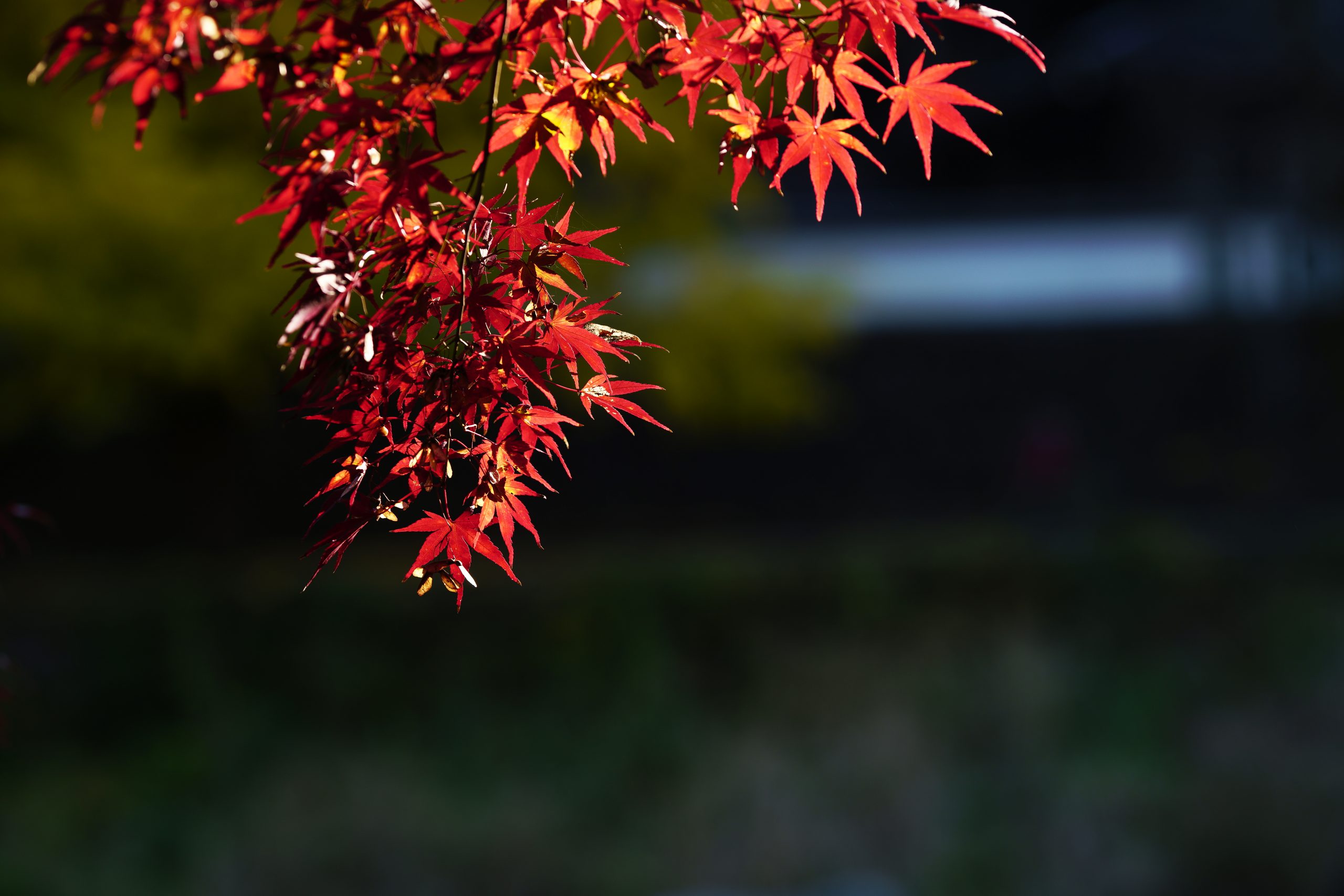 【SIGMA】fpとCanon EF135mm F2L USMで紅葉を撮る