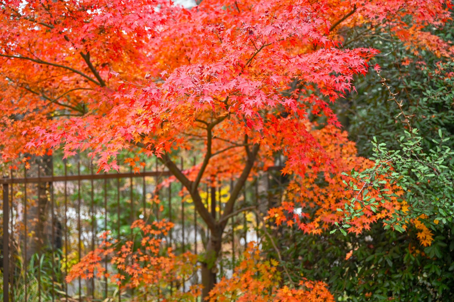 【NIKON】Z6 Ⅱ を持ち歩く休日