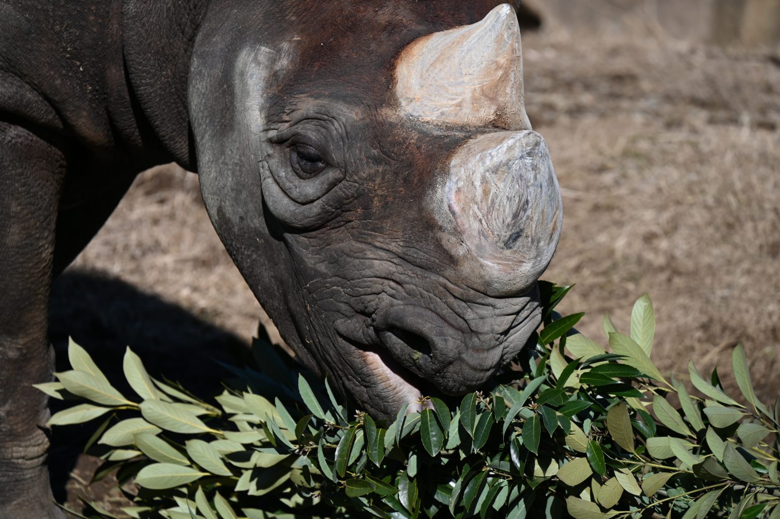 【Nikon】冬、 朝、 動物園にて