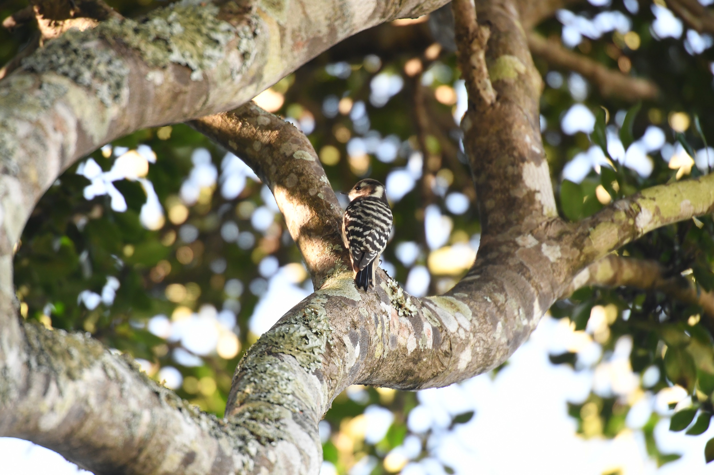 Bird Shooting【04:AF-S 120-300mm F2.8E FL ED SR VR】 | THE MAP TIMES