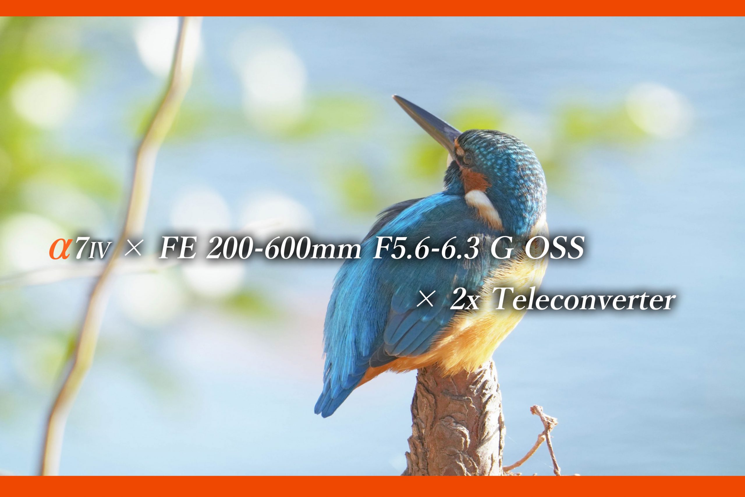 sagit a*　FE 200-600mm 及びテレコン2倍 SONY FE 200-600mm＋1.4倍テレコン × α9】 #鳥さんだけを撮って