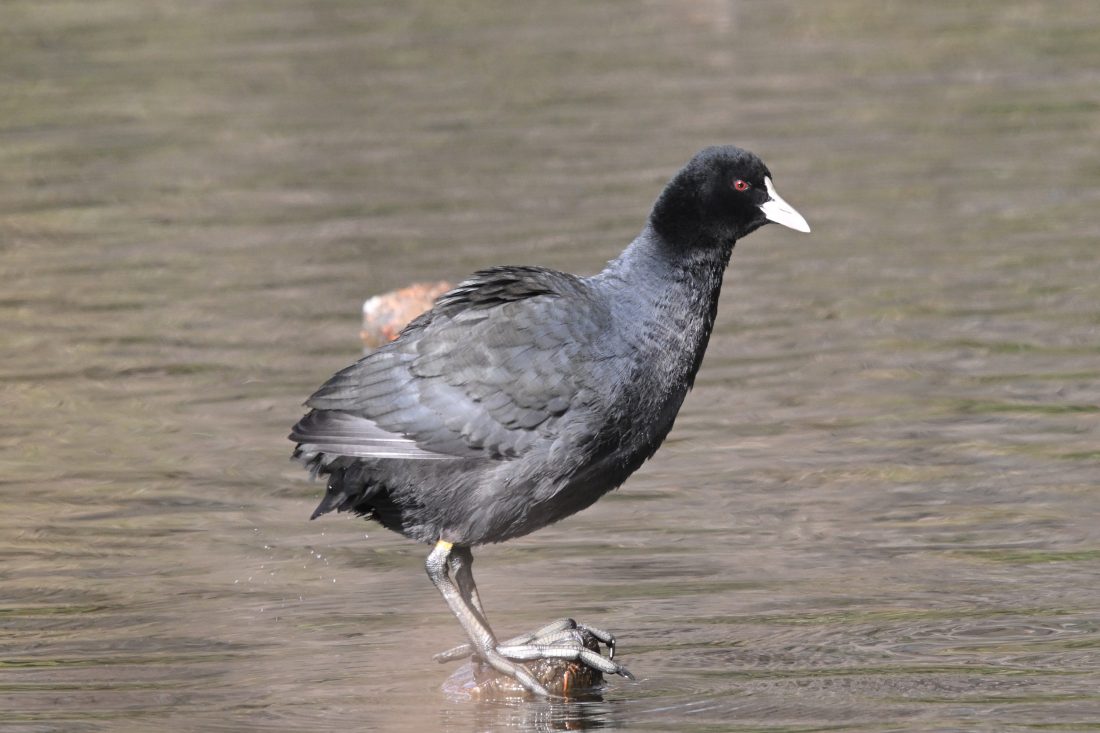 Bird Shooting【01：SIGMA C 100-400mm F5-6.3】 | THE MAP TIMES