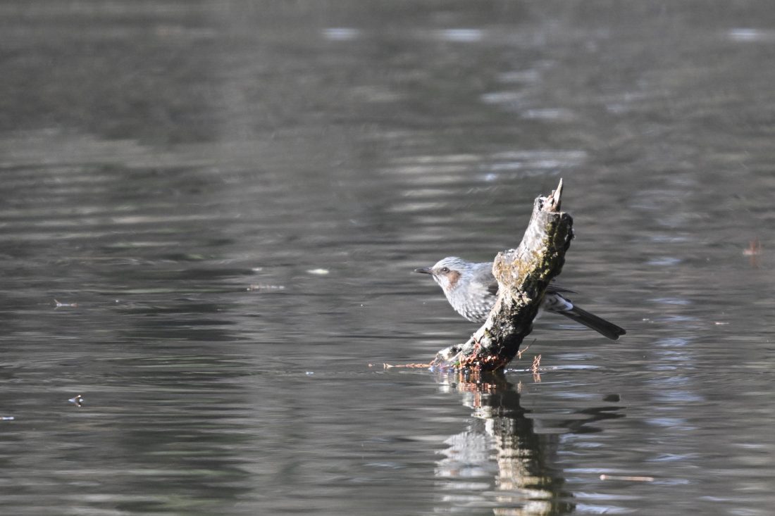 Bird Shooting【01：SIGMA C 100-400mm F5-6.3】 | THE MAP TIMES