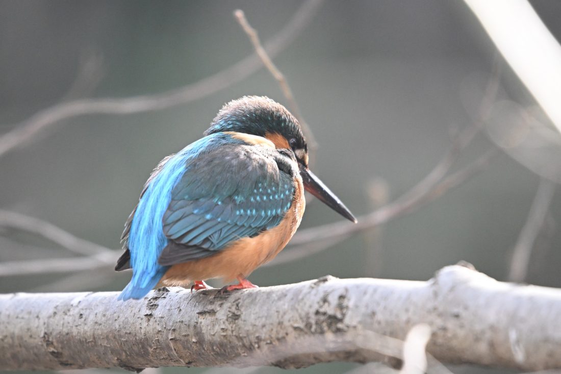 Bird Shooting【01：SIGMA C 100-400mm F5-6.3】 | THE MAP TIMES