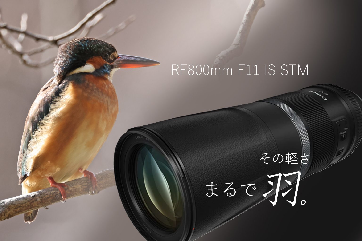 【Canon】RF800mm F11 IS STMで軽やかに小鳥を追う！疲れ知らずの休日