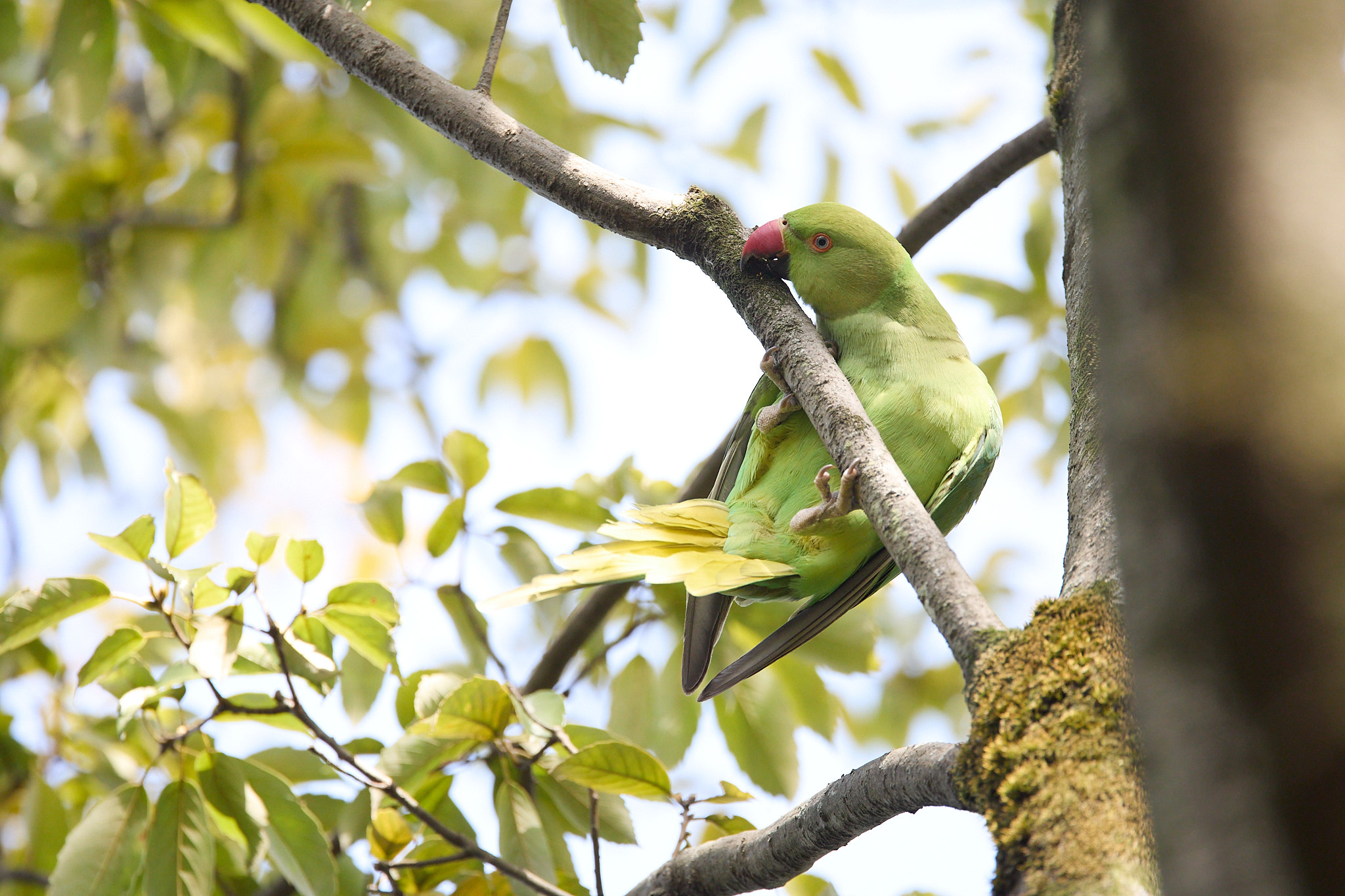 Bird Shooting【06：RF 100-500mm F4.5-7.1 L IS USM】 | THE