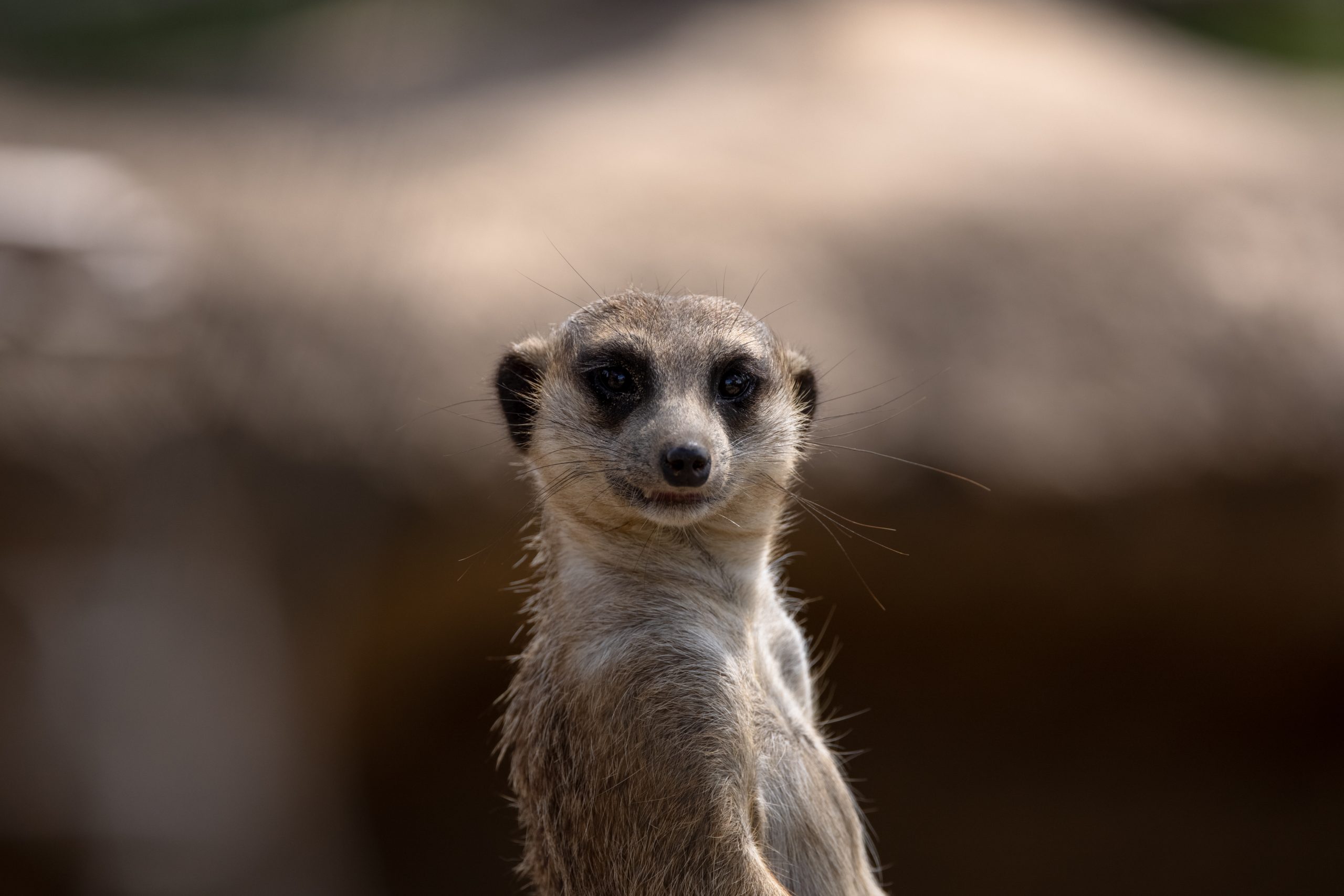 Canon】RF100-500mm F4.5-7.1 L IS USM でzoo＋Eurasia | THE