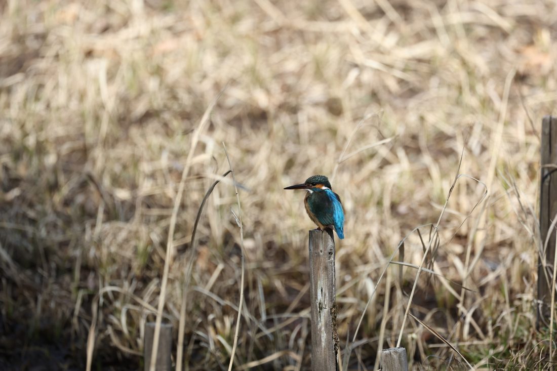 Bird Shooting 06 Rf 100 500mm F4 5 7 1 L Is Usm The Map Times