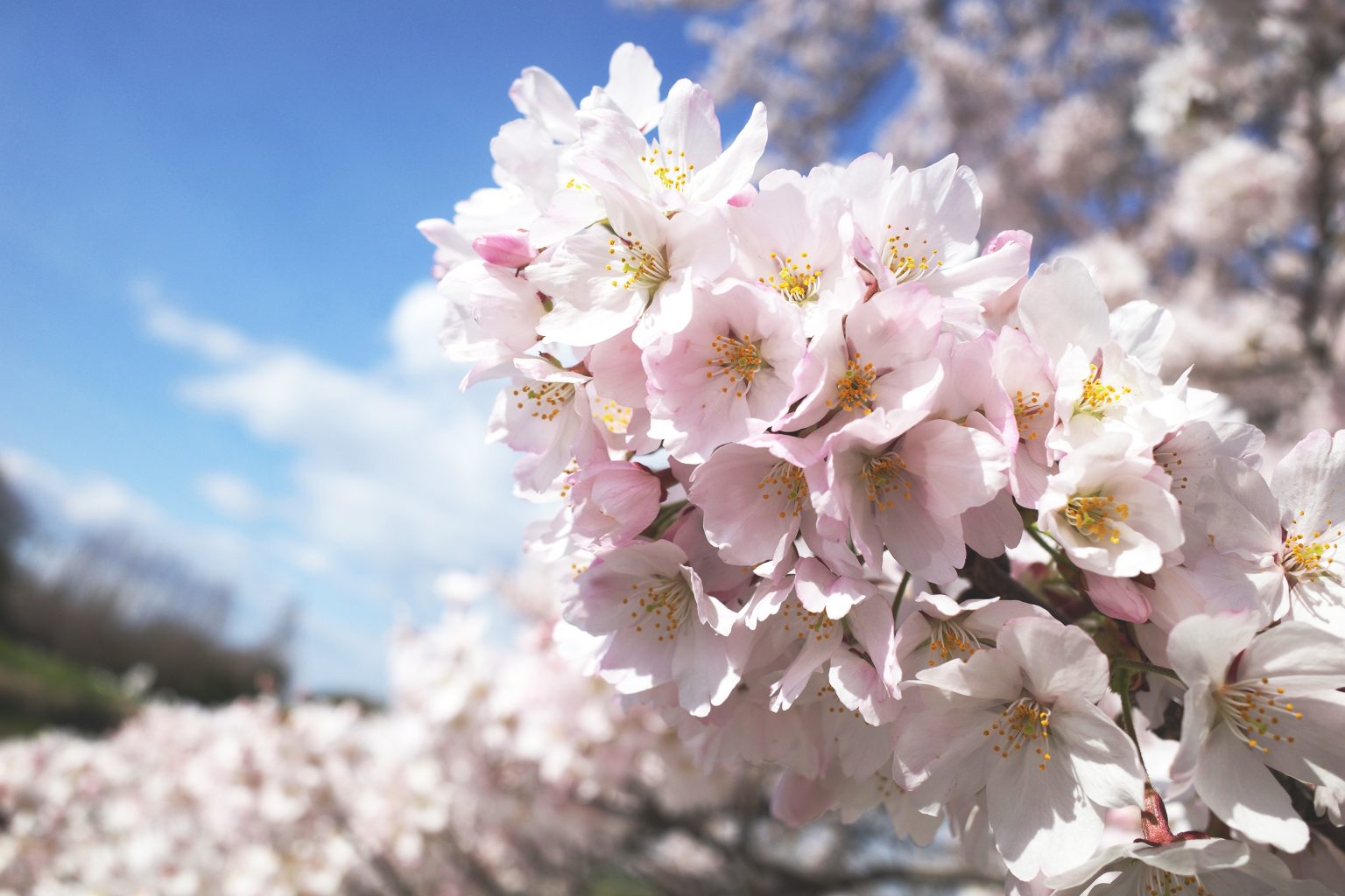 【RICOH】GR IIIで満開の桜を撮ってきた