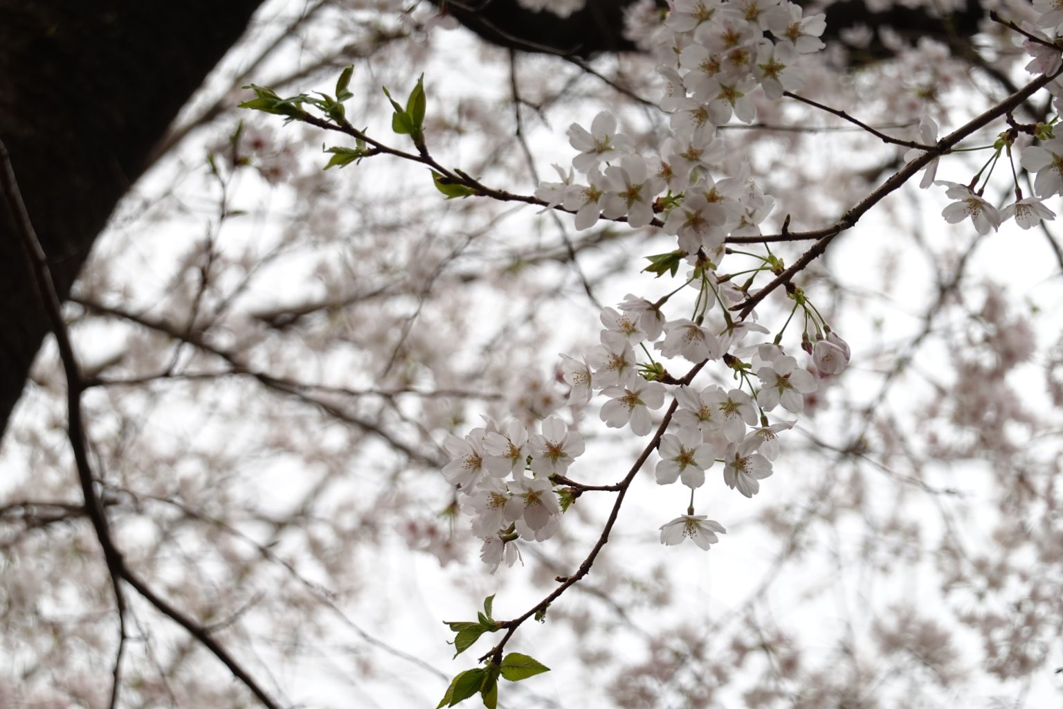 【SONY】RX100M7で今年の桜を撮る