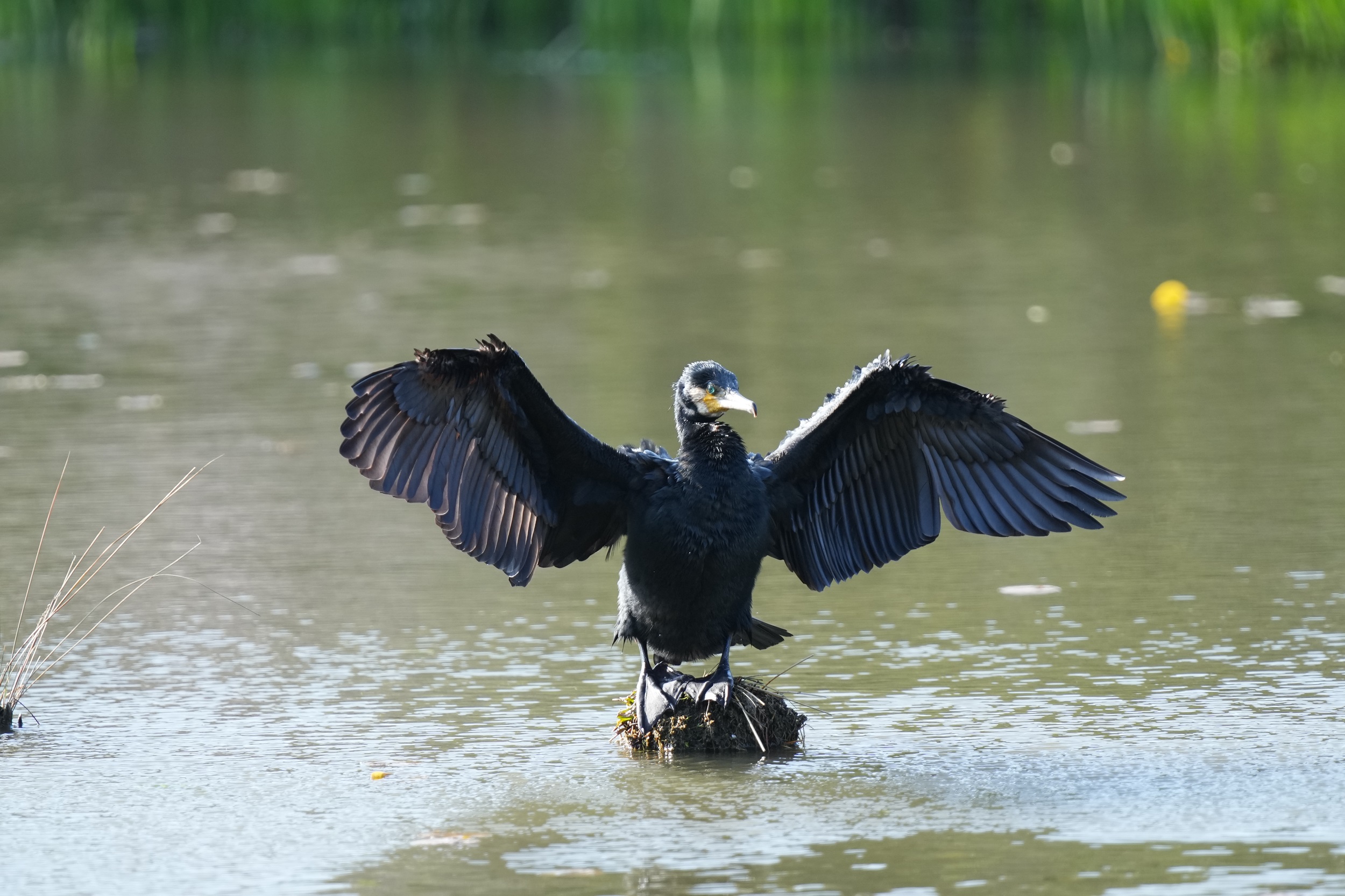 Bird Shooting【07：FE 70-200mm F2.8 GM OSS】 | THE MAP TIMES