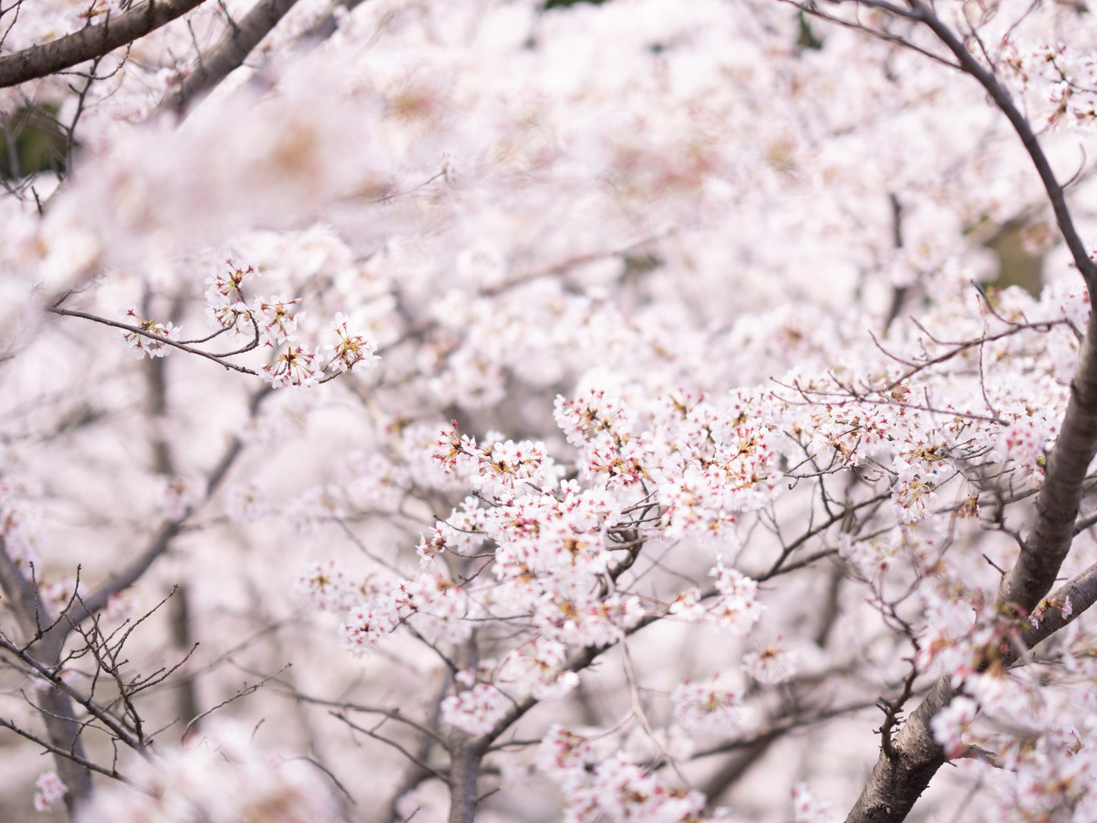 【SONY】悩んでしまう桜の季節