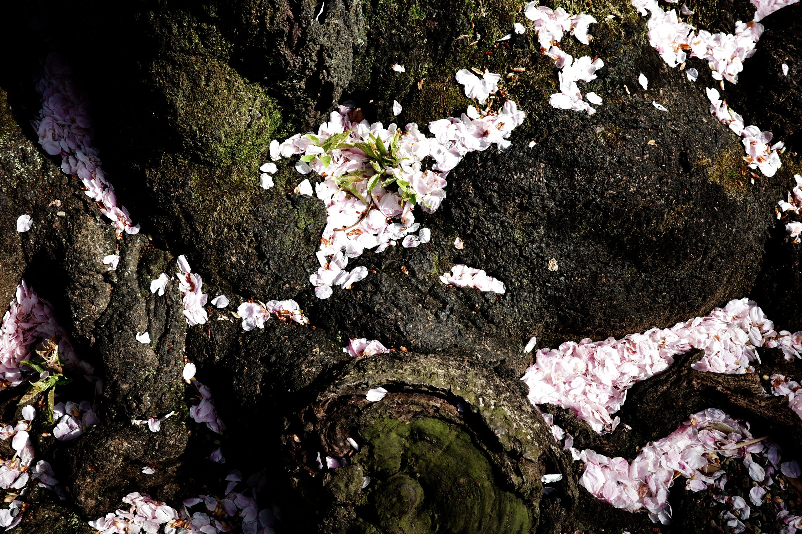 RICOH】GR IIIxと一緒に桜の季節を歩く | THE MAP TIMES RICOH】GR IIIxと一緒に桜の季節を歩く | THE MAP TIMES