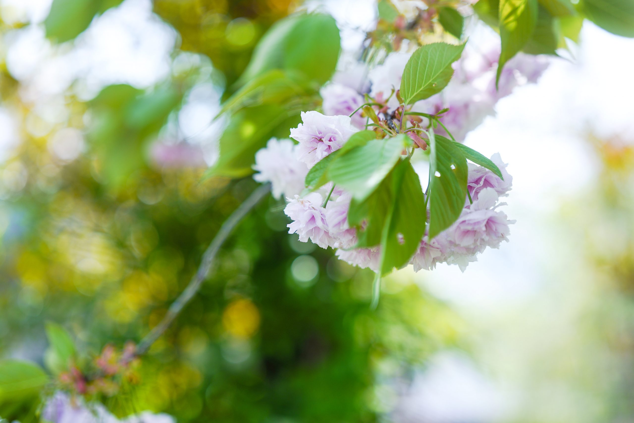 SIGMA 35mm F1.4 DG DN + ブラックミストフィルターおまけ SIGMA 35mm F1.4 DG DN Sony E + ブラックミスト付き - メルカリ